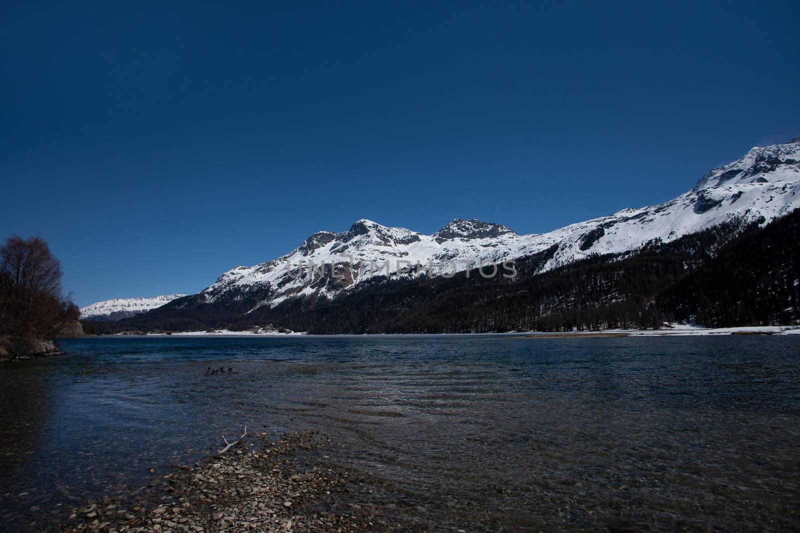 Silvaplana lake in Engadine in Switzerland. Alpine scenic lake