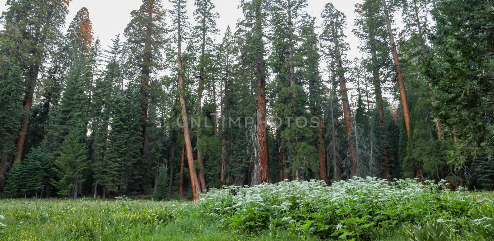 An amazing view of the beautiful meadows and trees found in the heart of Sequoia National Forest.