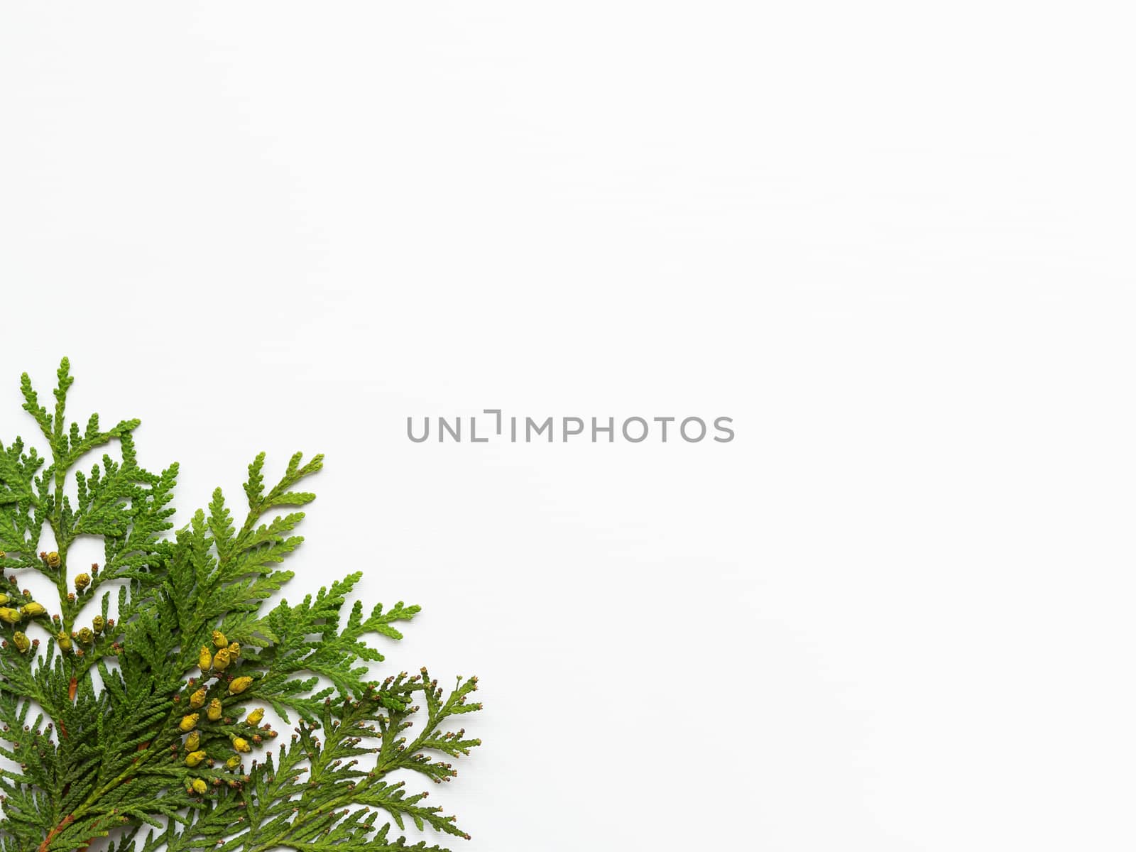 White background with thuja branches. Copy space. Flat lay, top view.
