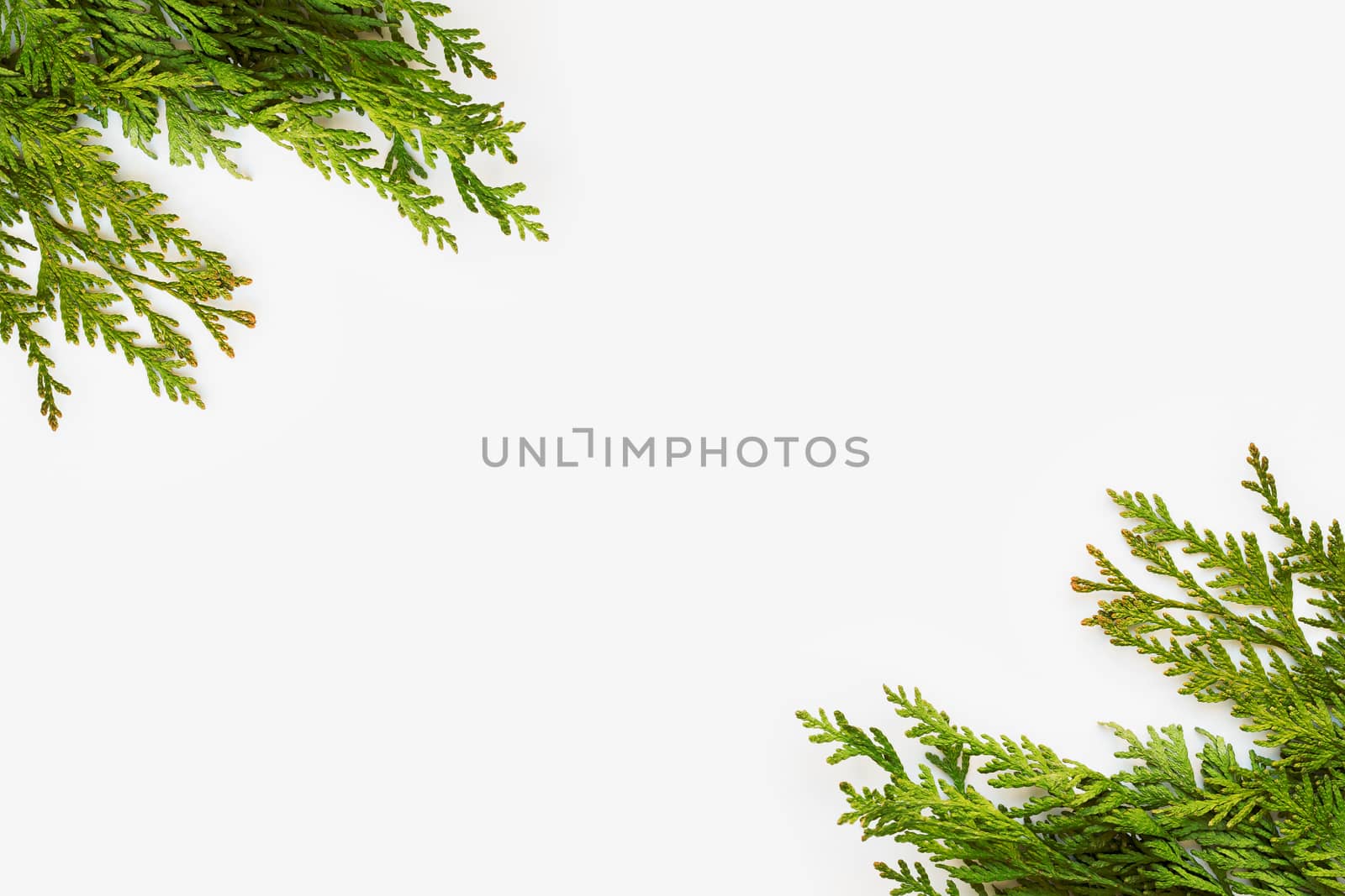 Clear white background with thuja branches. Place for text. Flat lay, top view.