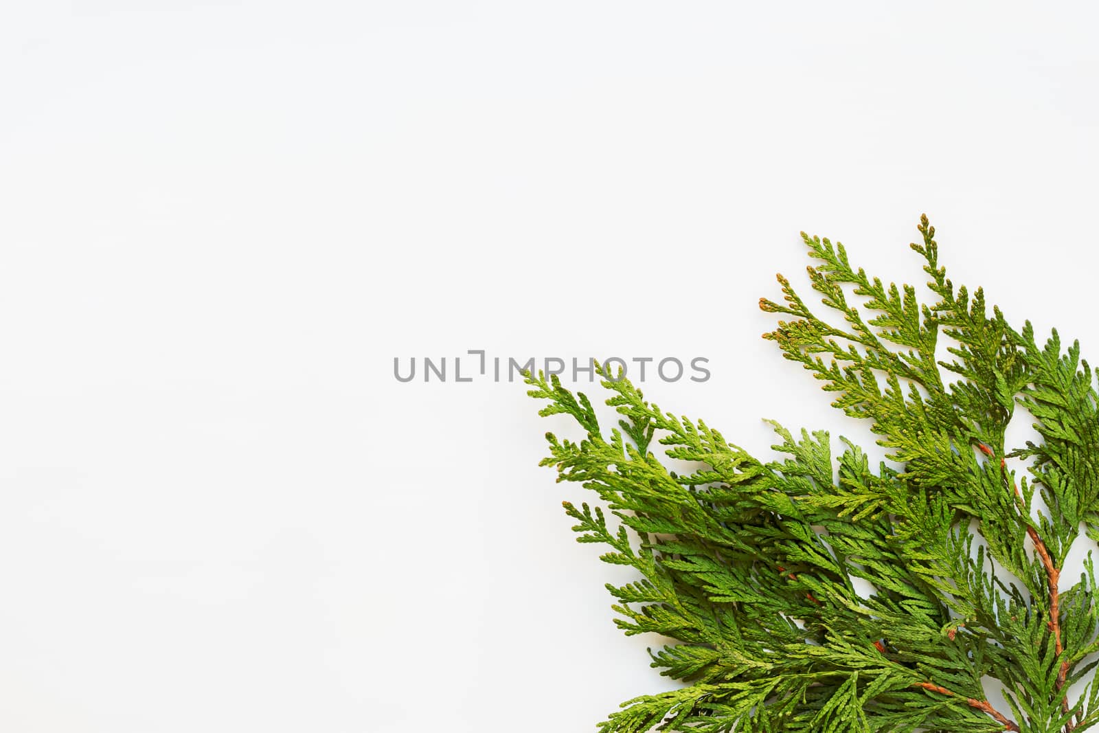 Clear white background with thuja branches. Place for text. Flat lay, top view.