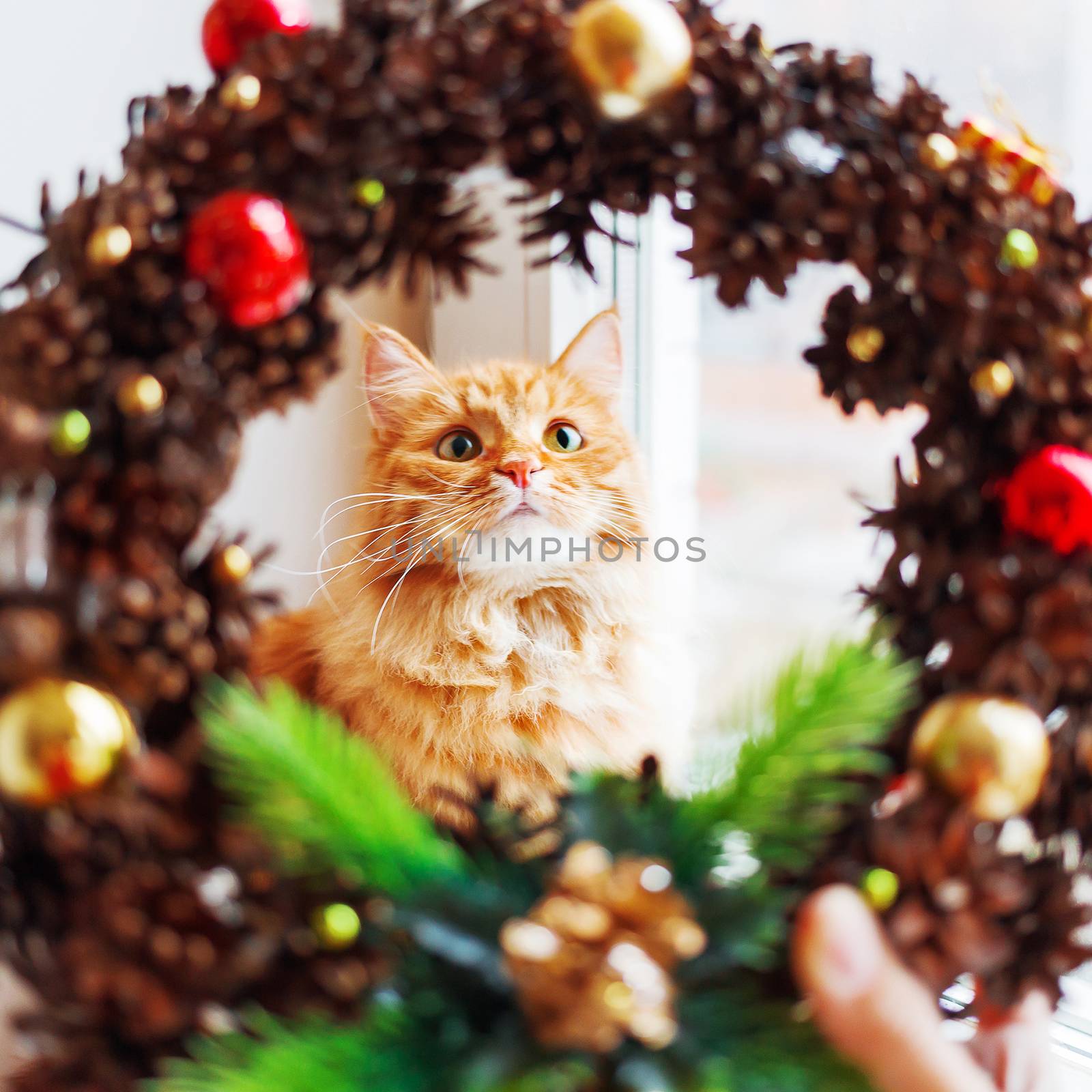 Cute ginger cat looks through handmade Christmas wreath, made of by aksenovko
