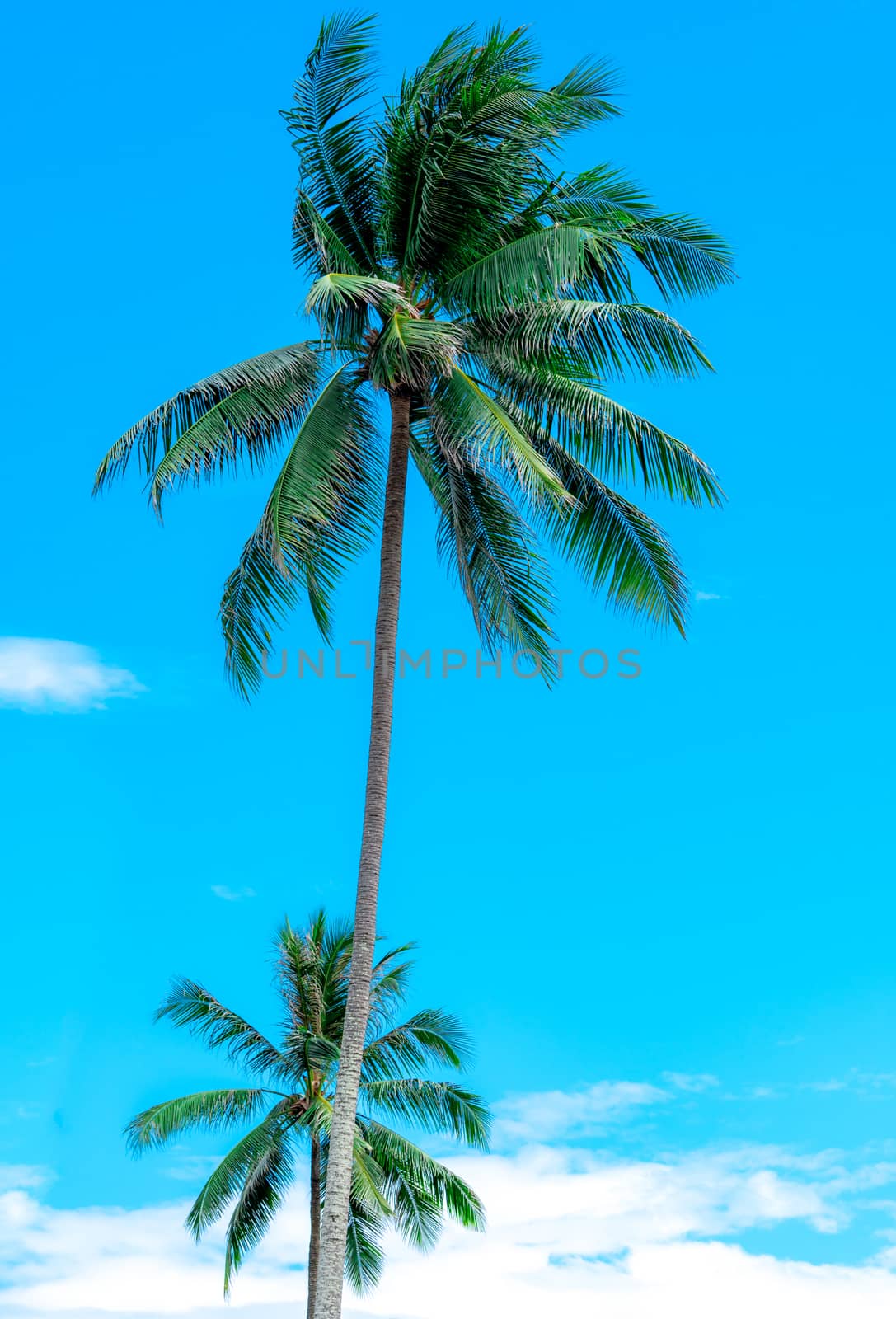 Coconut tree on sunny blue sky and white clouds. Summer and para by Fahroni