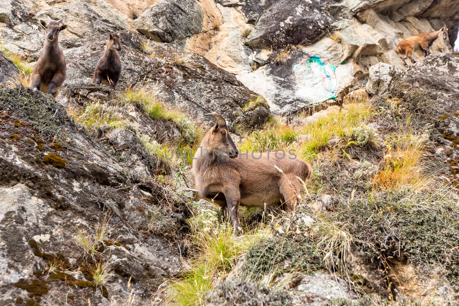 Trekking Everest Base Camp. Nepal. Asia.