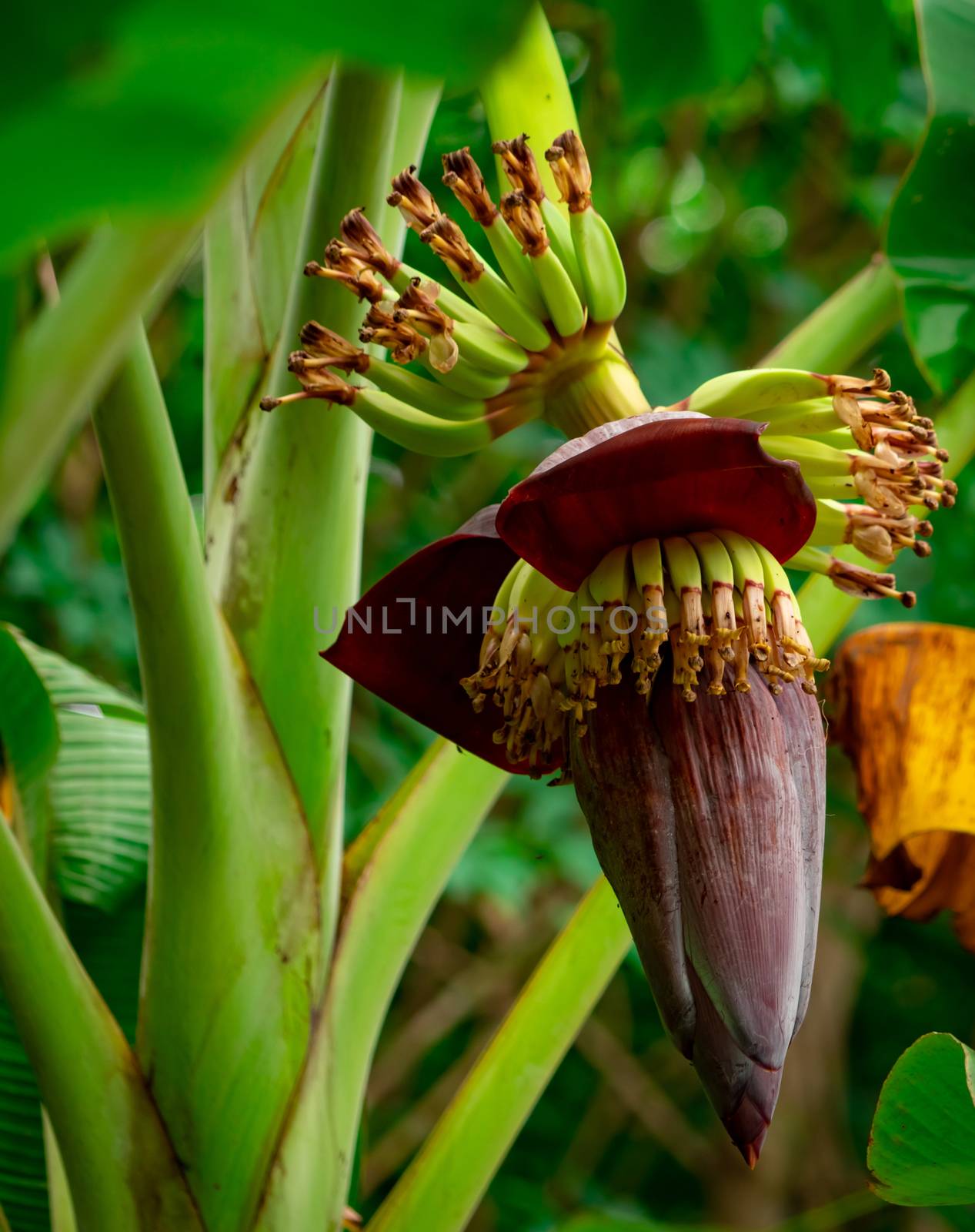 Banana tree and green leaves with banana blossom. Banana heart is raw material for make vegan fish and meat. Vegan food star. Meat free alternatives food. Plant-based meals. Purple skinned flower.