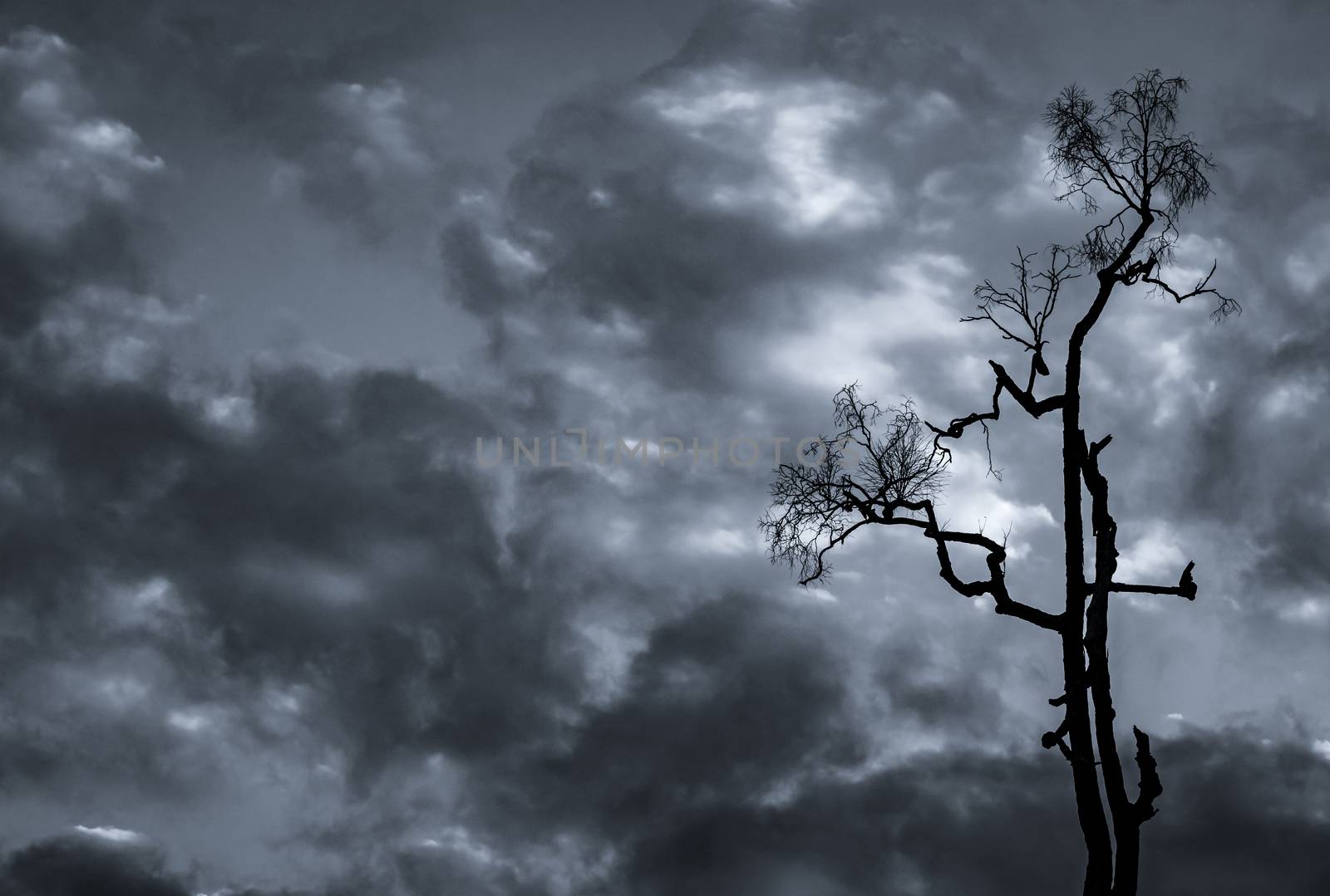 Silhouette dead tree on dark dramatic sky and white clouds background for death and peace. Halloween day background. Despair and hopeless concept. Sad of nature. Death and sad emotion background.