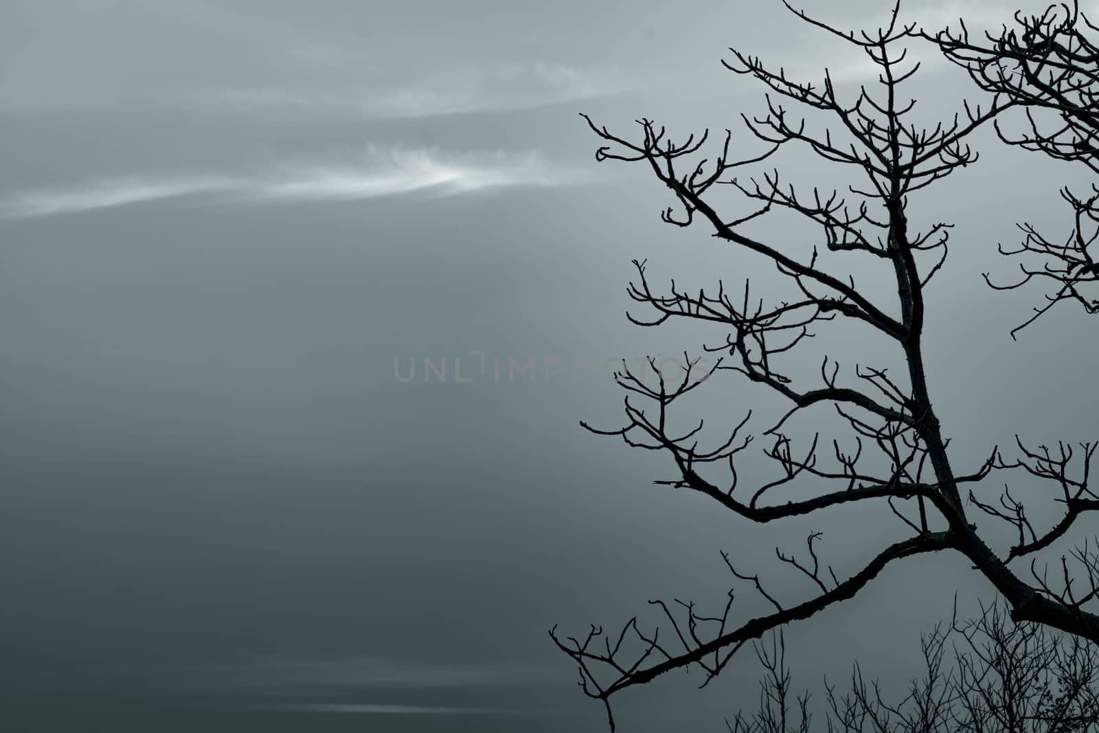 Silhouette dead tree and branch on grey sky background. Black branches of tree. Nature texture background. Art background for sad, dead, lonely, hopeless, and despair. Halloween day background