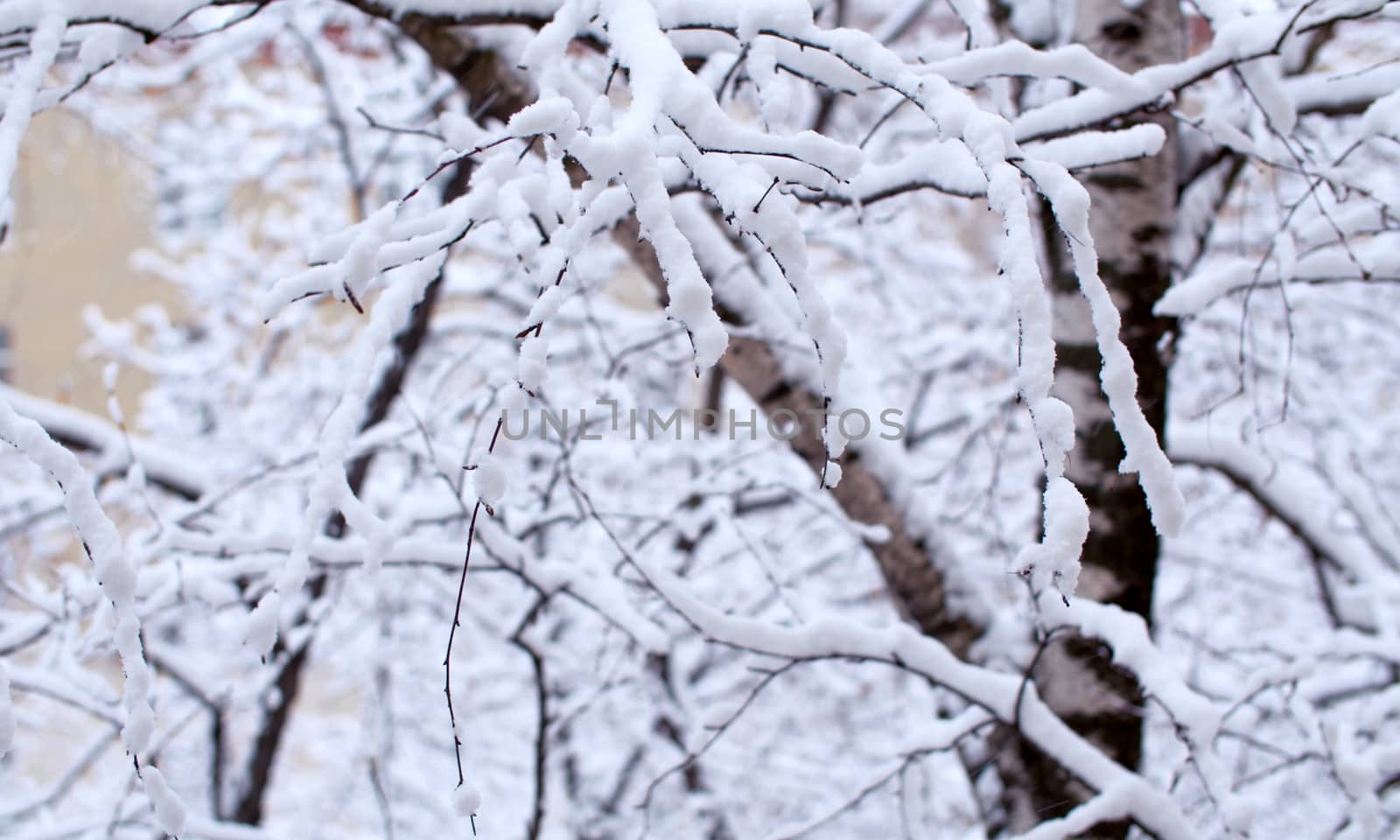 Close up birch tree branches under the snow, snowfall in the park. Snow falling on the trees. Winter background