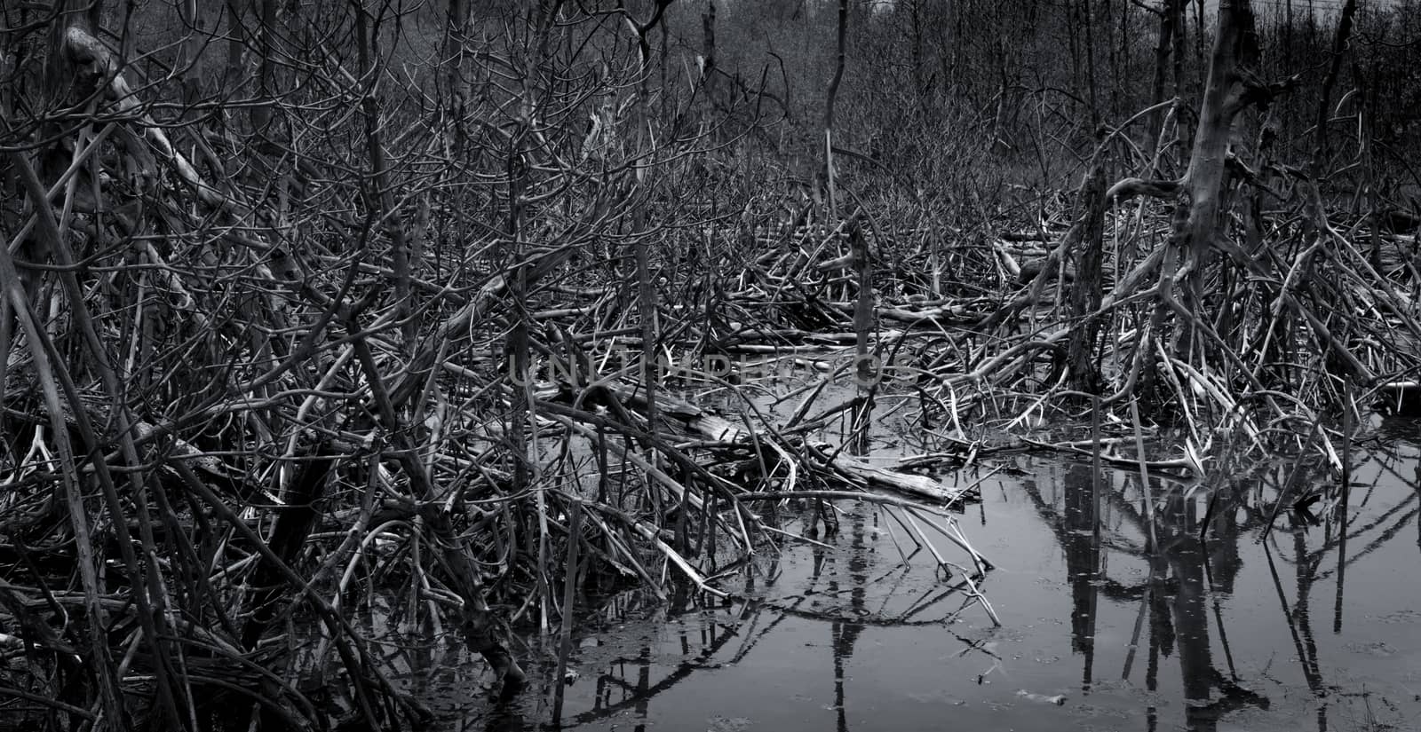 Dead tree in the forest. Flood in the forest. Global warming concept. Global environmental crisis. Death, grief, sad, and hopeless abstract background. Dead tree in forest. Mangrove forest ecosystem.