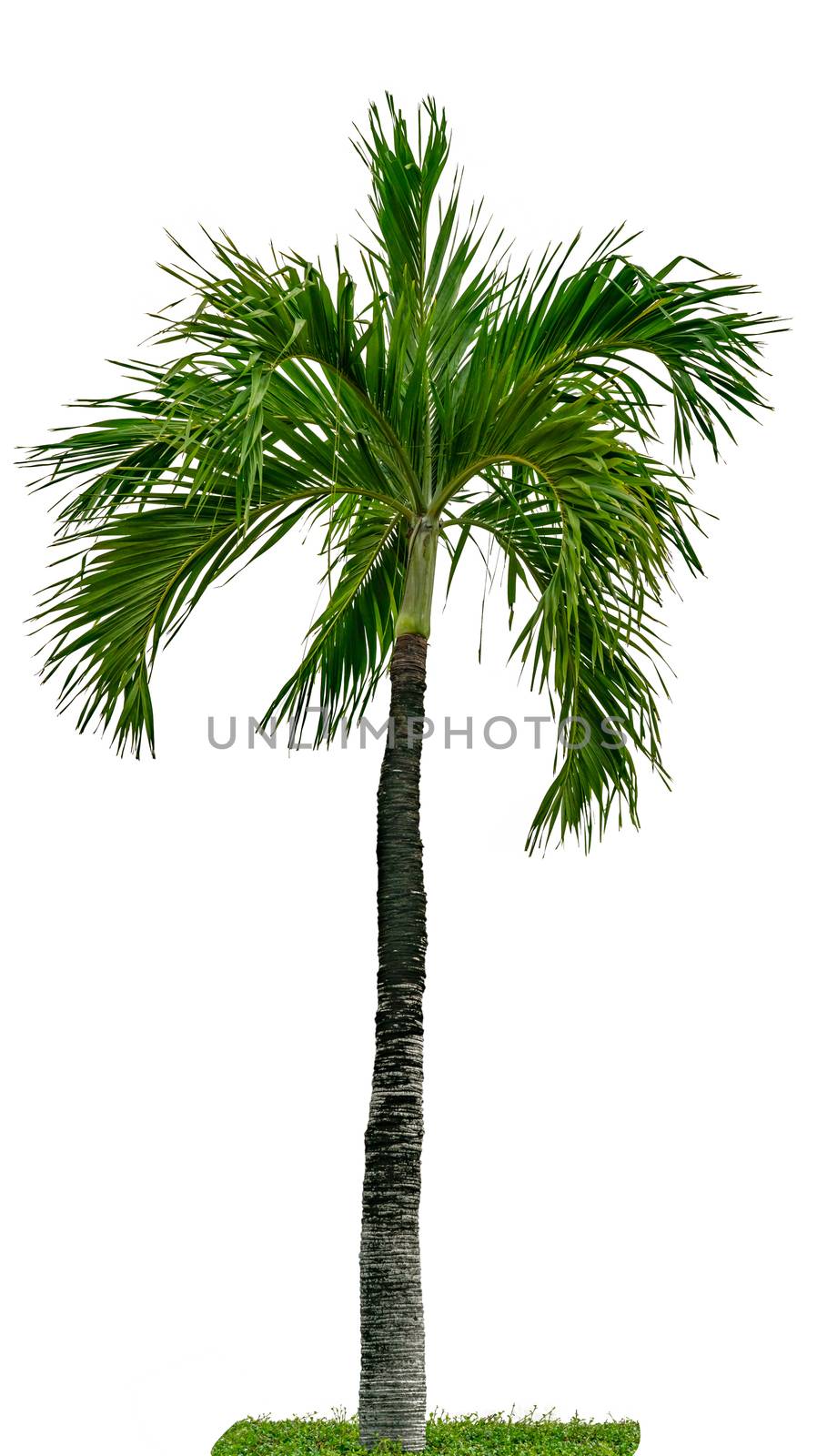 Manila palm, Christmas palm tree ( Veitchia merrillii ) isolated by Fahroni