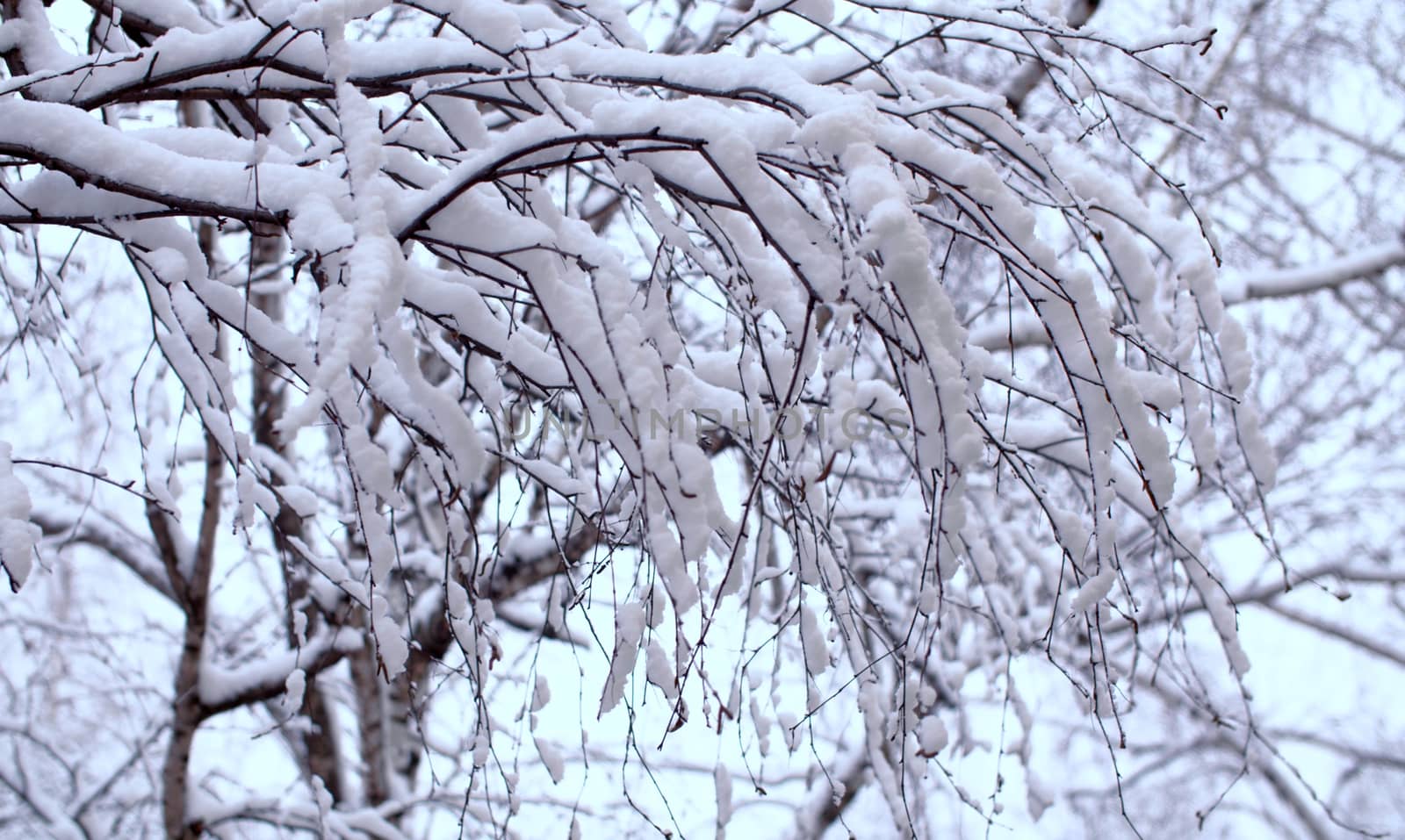 Close up birch tree branches under the snow, snowfall in the park. Snow falling on the trees. Winter background