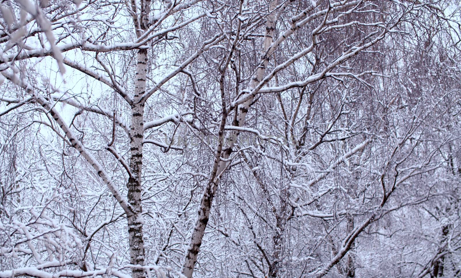 Birch tree branches under the snow by Alize