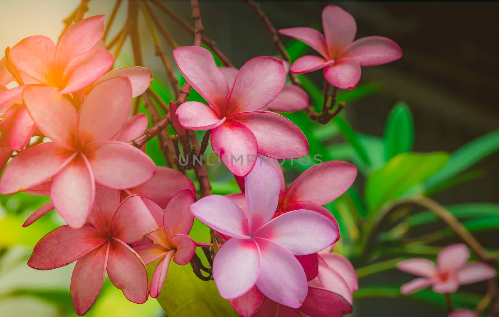Frangipani flower (Plumeria alba) with green leaves on blurred background. Pink flowers. Health and spa background. Summer spa concept. Relax emotion. Pink flower blooming in tropical garden. 