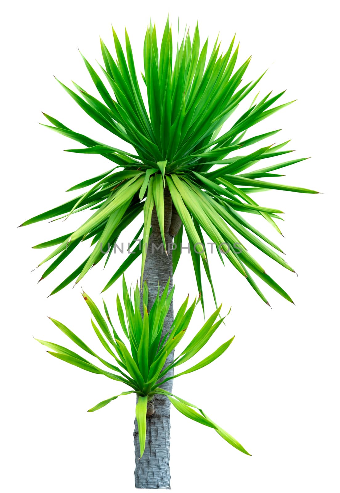 Dracaena cochinchinensis isolated on white background. Tree with green leaves. Ornamental plants for garden decoration. Shrub plants. Subtropical. Non-palm foliage.