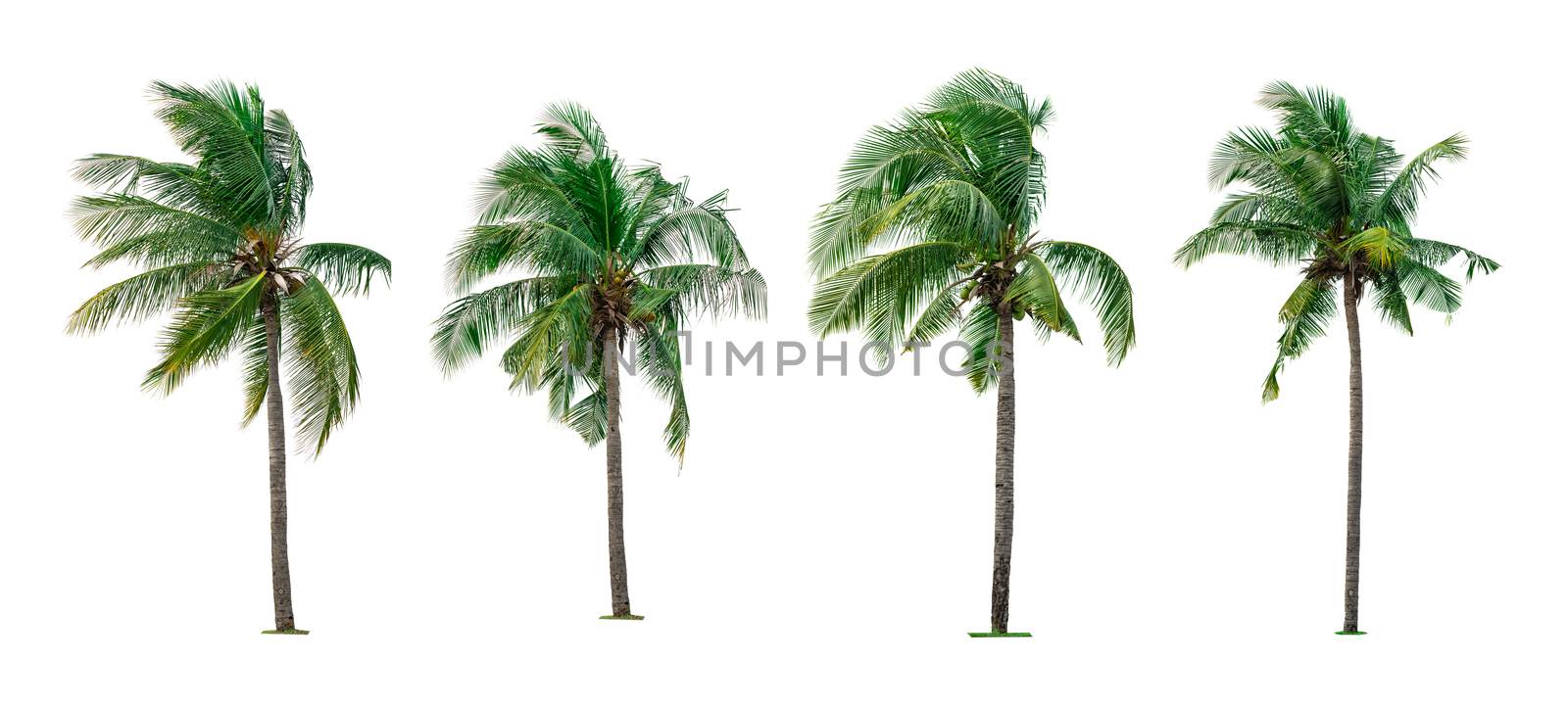 Set of coconut tree isolated on white background used for advert by Fahroni