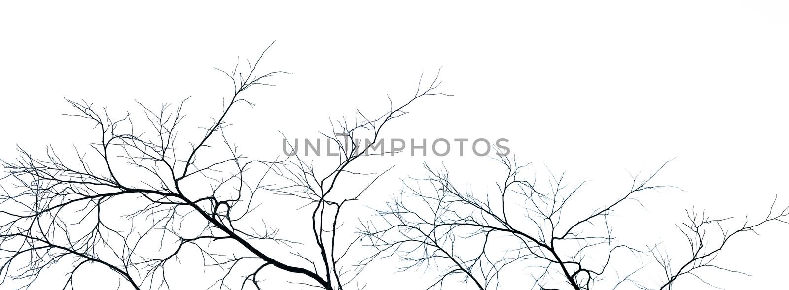 Dead tree and branch isolated on white background. Black branche by Fahroni