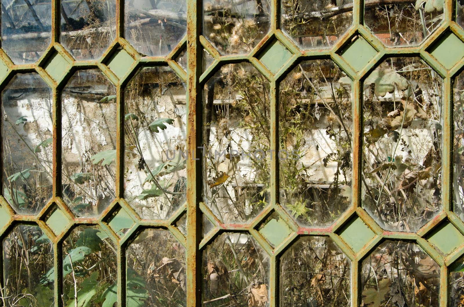 Close up view of the glass panes and rusting cast iron frames of an abandoned Victorian greenhouse now only planted with weeds.