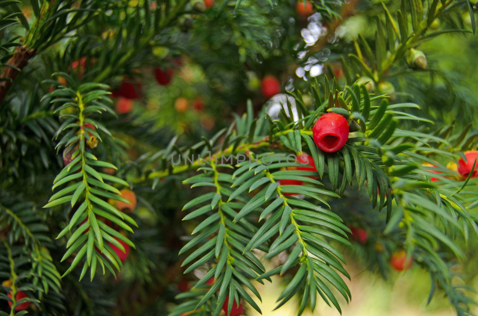 Yew Tree close up by BasPhoto