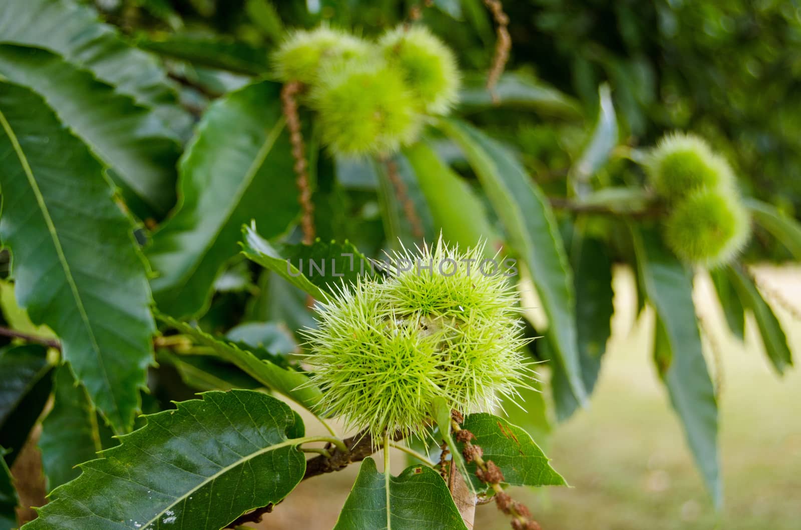 Sweet Chestnut close up by BasPhoto