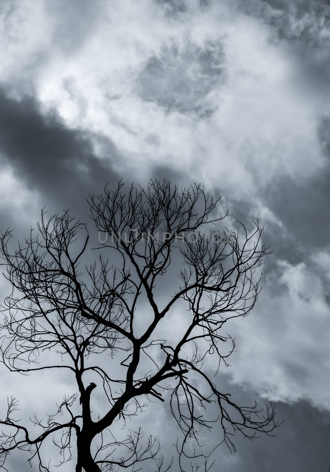 Silhouette dead tree and branch on grey sky background. Black br by Fahroni
