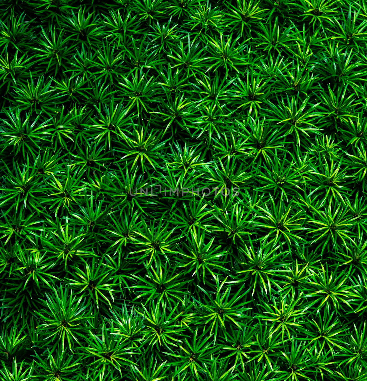 Closeup of green leaves texture background. Green leaves with be by Fahroni