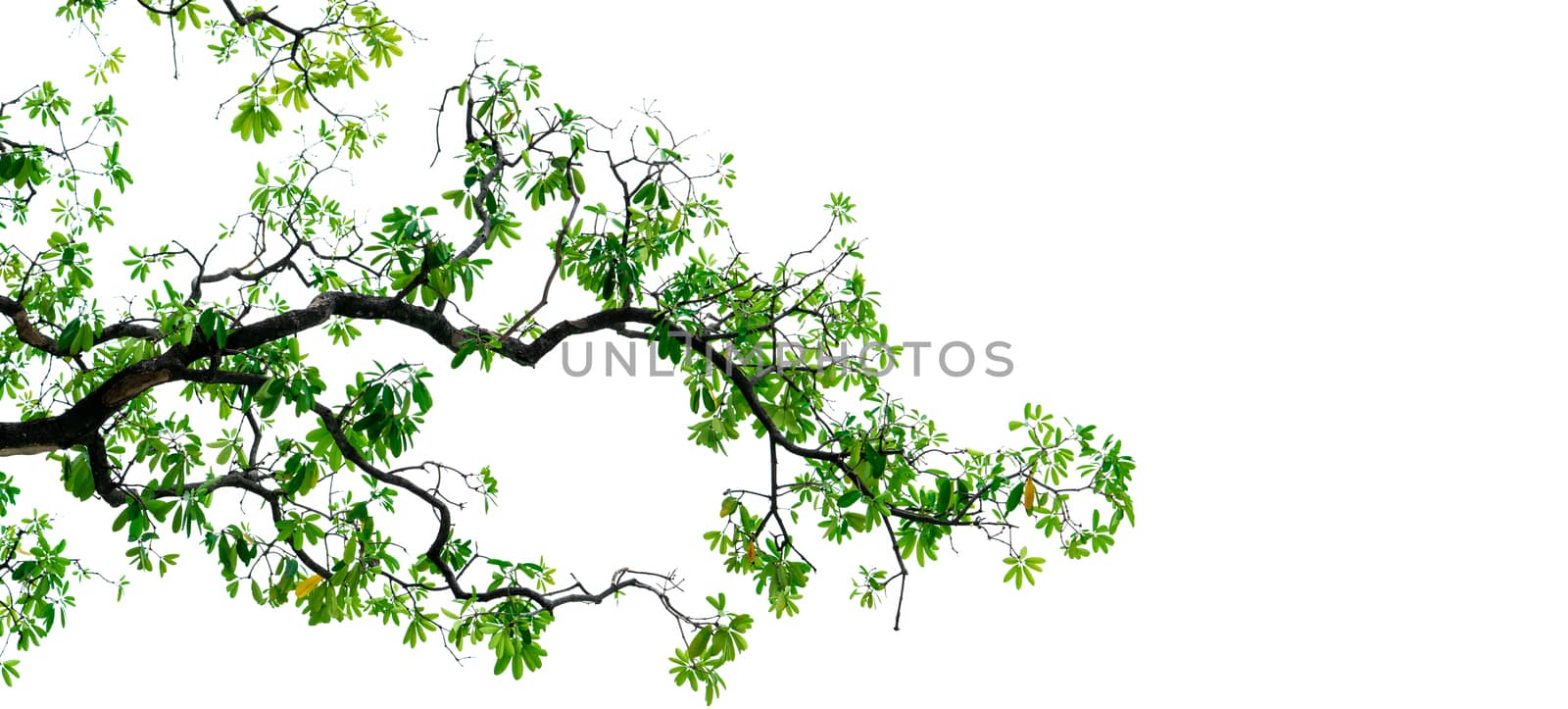 Tree branch with green leaves isolated on white background. Bran by Fahroni