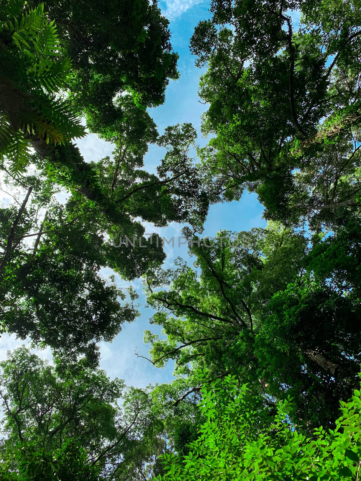 Bottom view of green tree in tropical forest with bright blue sky and white cloud. Bottom view background of tree with green leaves and sun light in the the day. Tall tree in woods. Jungle in Thailand