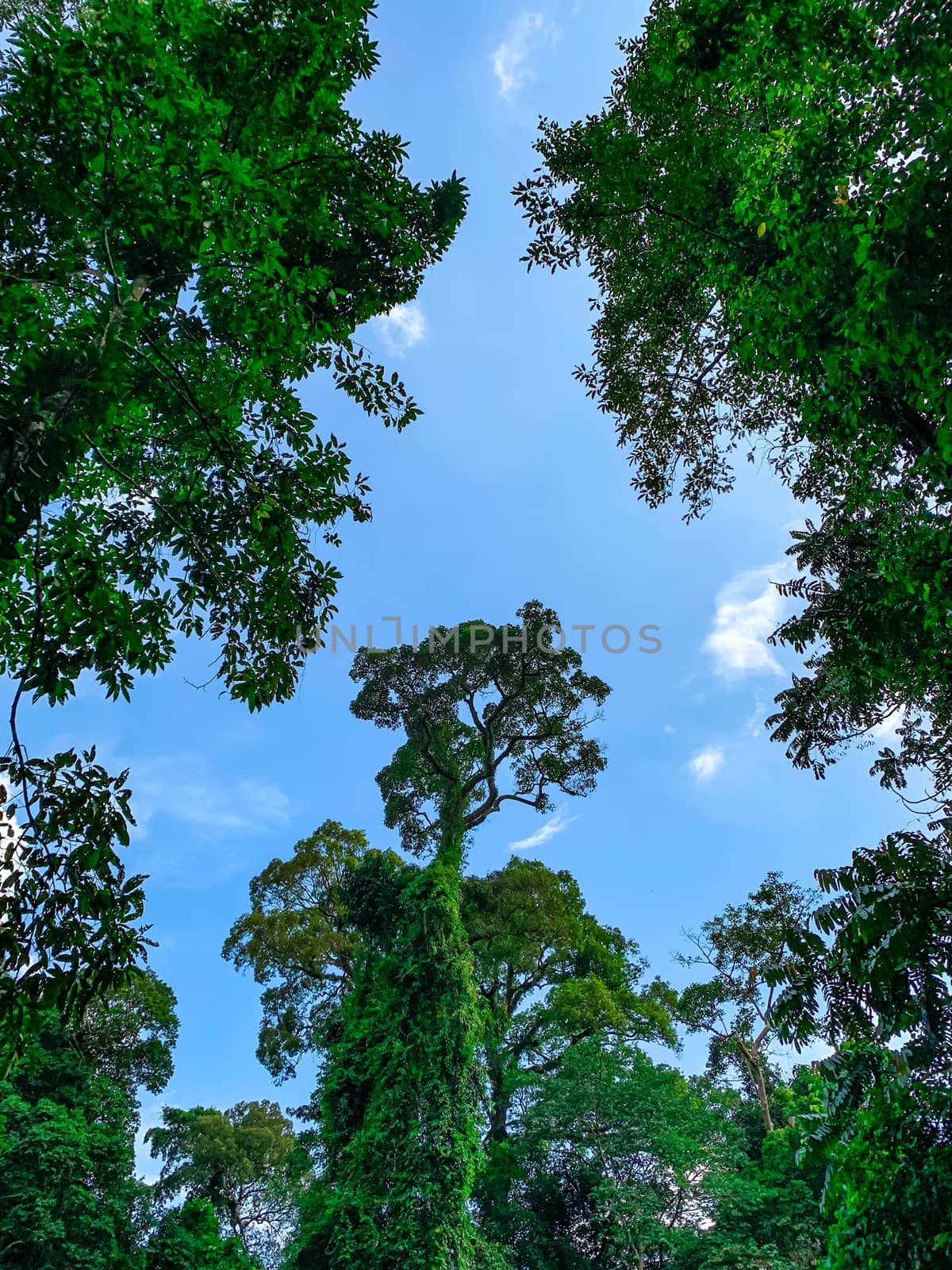 Bottom view of green tree in tropical forest with bright blue sky and white cloud. Bottom view background of tree with green leaves and sun light in the the day. Tall tree in woods. Jungle in Thailand