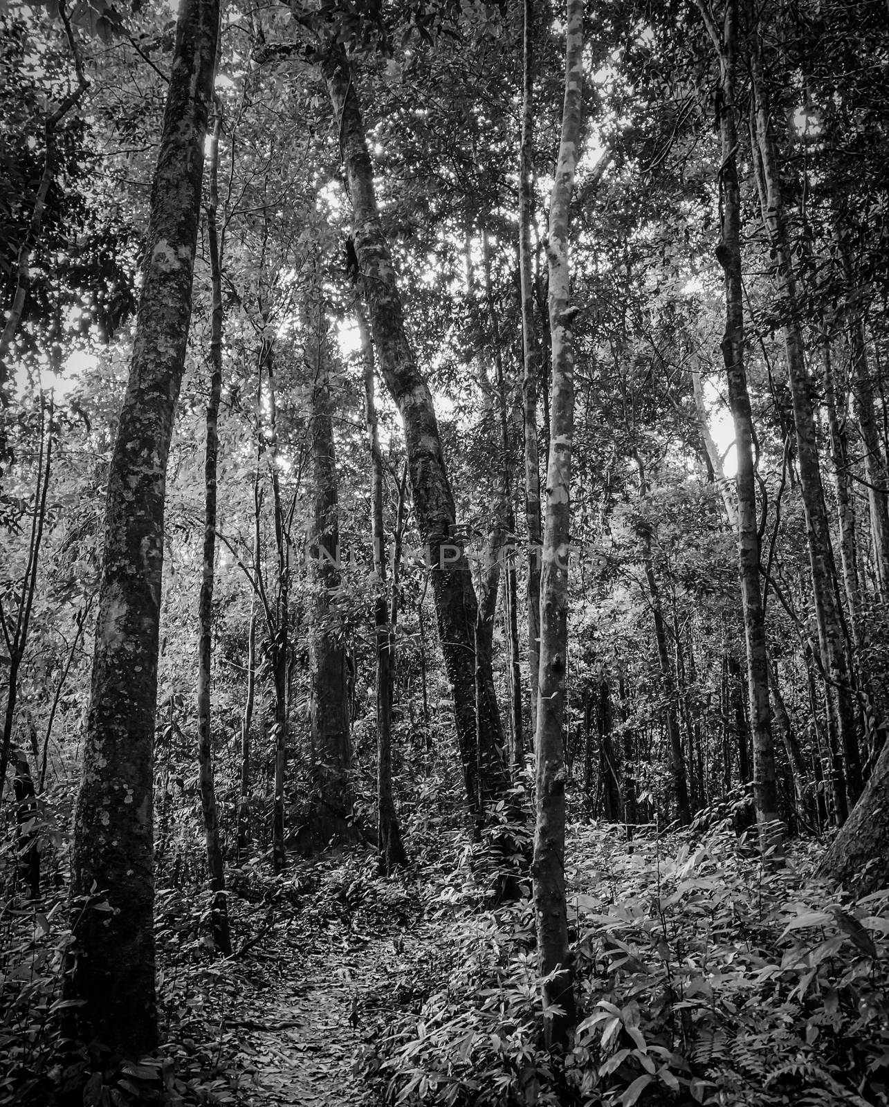 Black and white picture of forest and walkway for trail or meditation. Natural pathway in woods. Tall trees in the forest. Overgrown tropical forest. Background for hopeless, despair, death, and sad.