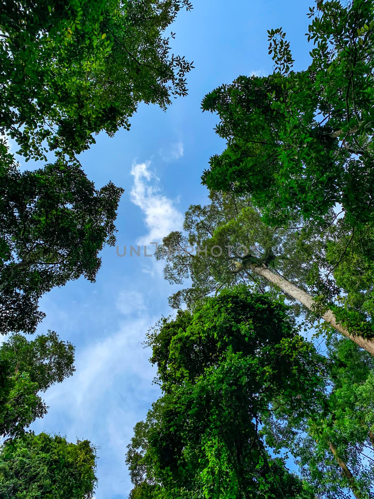 Bottom view of green tree in tropical forest with bright blue sk by Fahroni