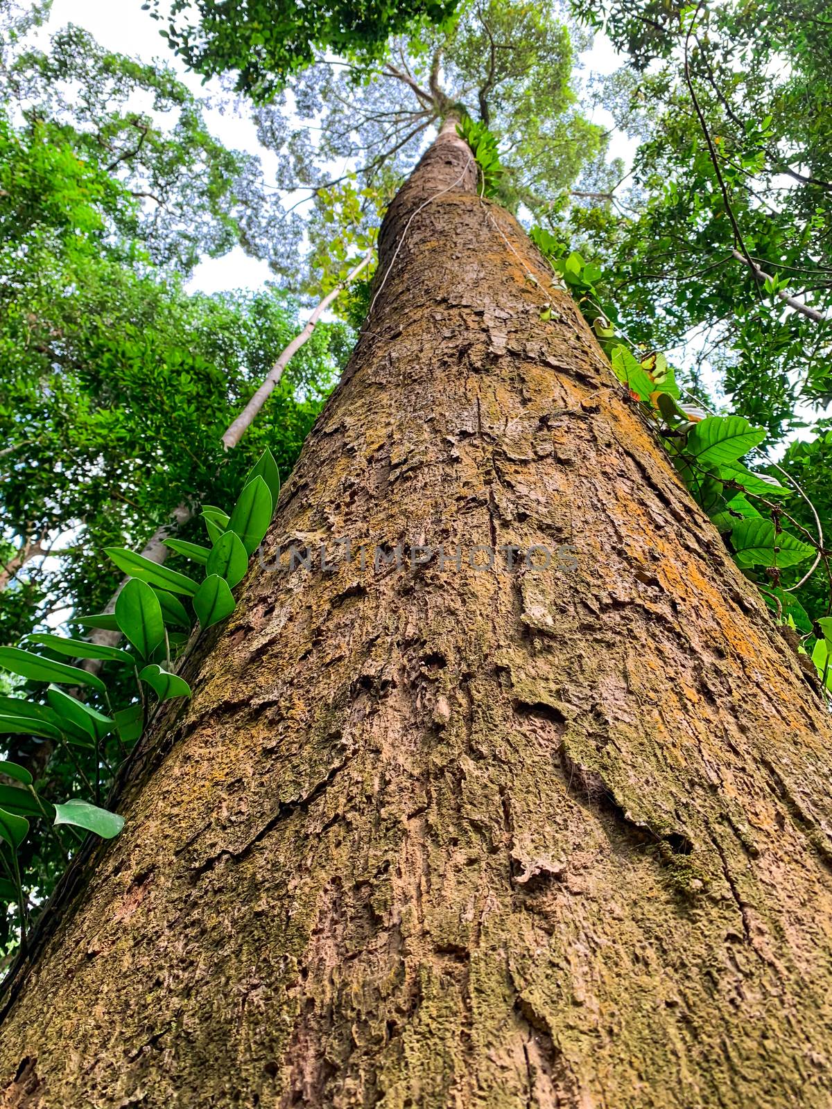Bottom view of tall tree in tropical forest. Bottom view background of tree with green leaves and sun light in the the day. Tall tree in woods. Jungle in Thailand. Asian tropical forest. Tree bark