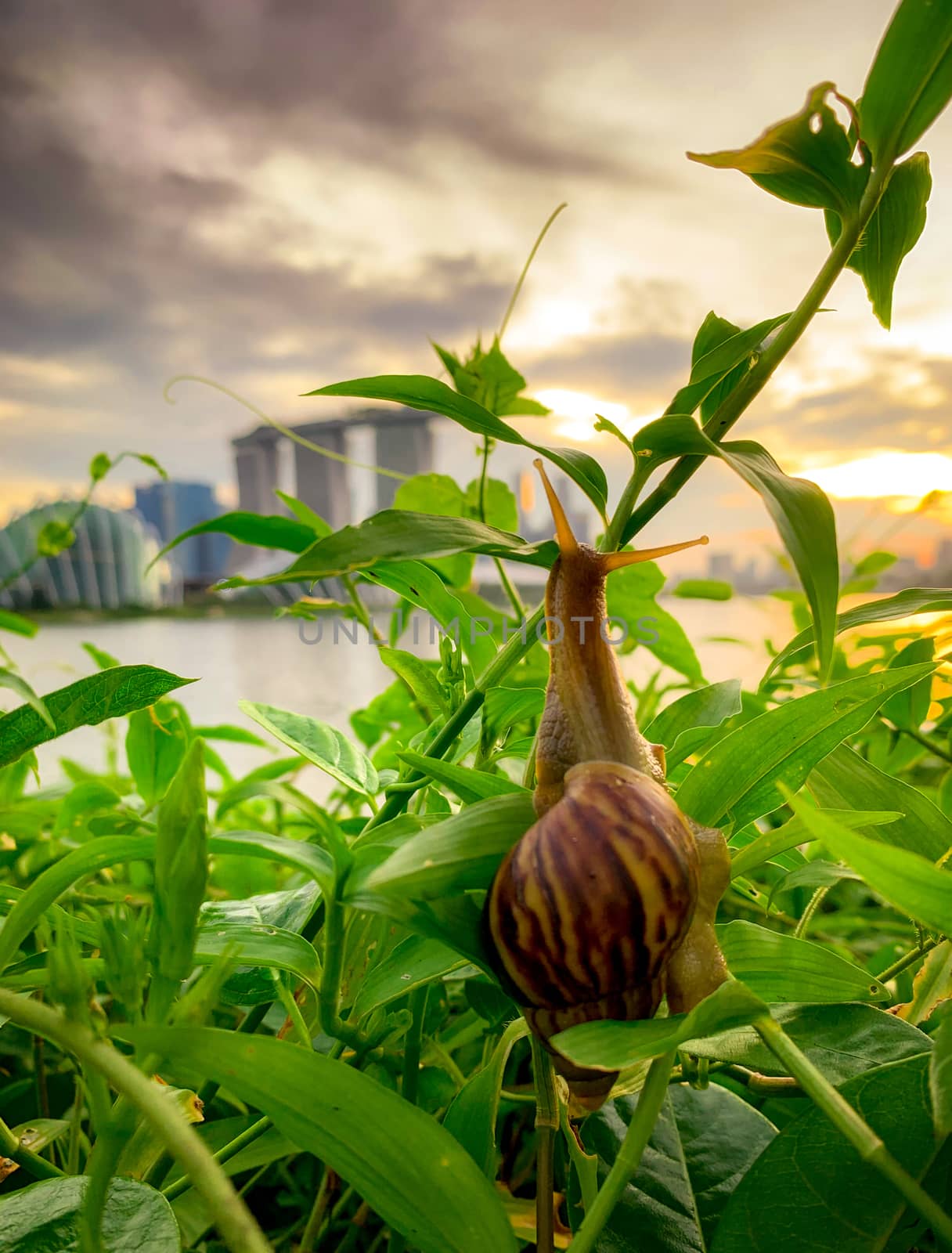 Snail climbing on plant in the evening beside the river opposite by Fahroni