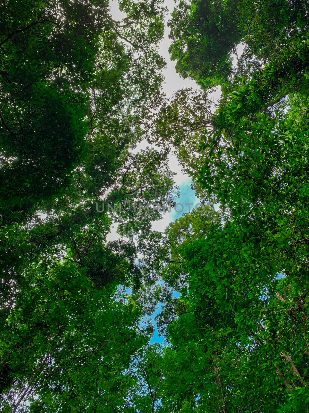 Bottom view of green tree in tropical forest with bright blue sky and white cloud. Bottom view background of tree with green leaves and sun light in the the day. Tall tree in woods. Jungle in Thailand