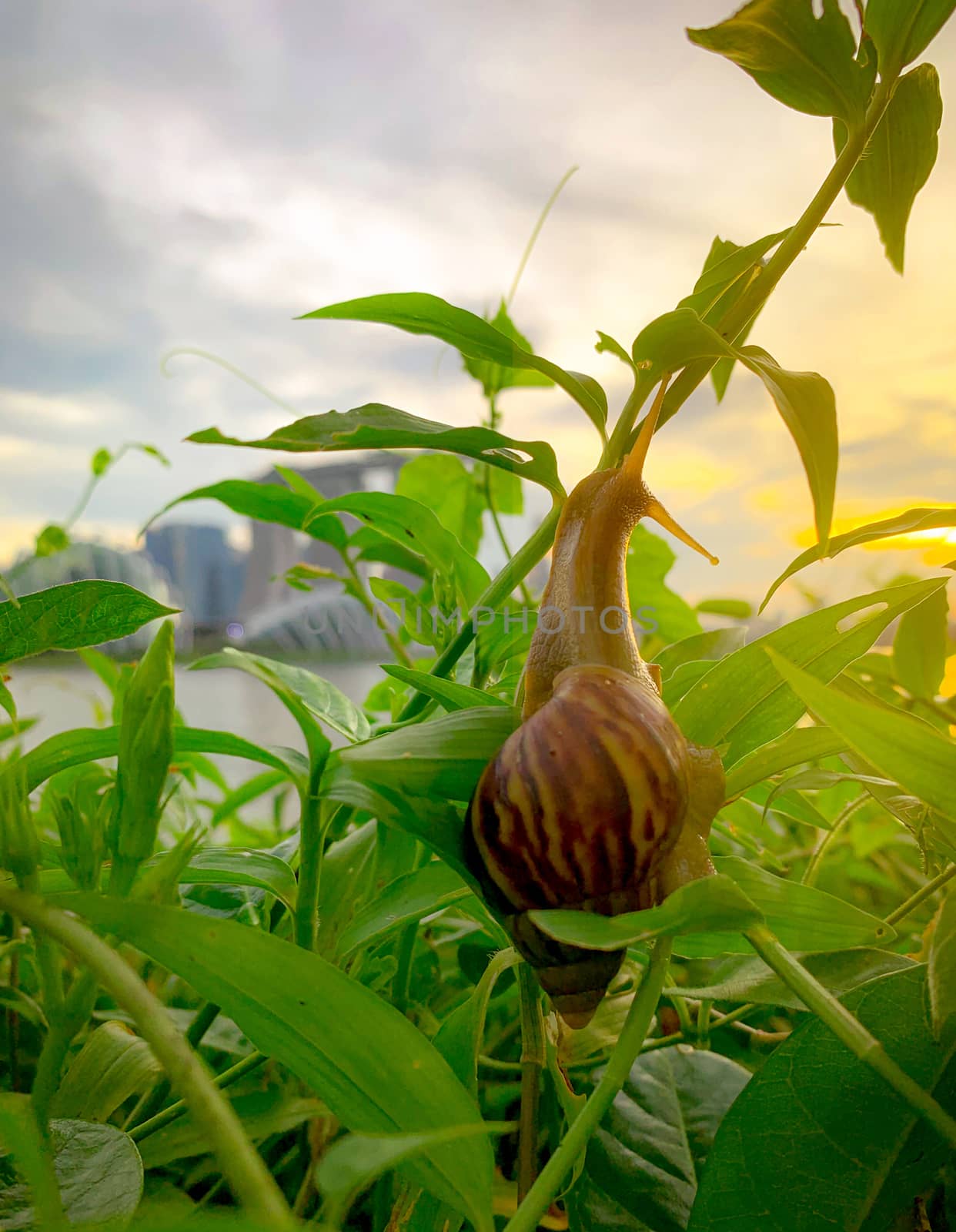 Snail climbing on plant in the evening beside the river opposite by Fahroni