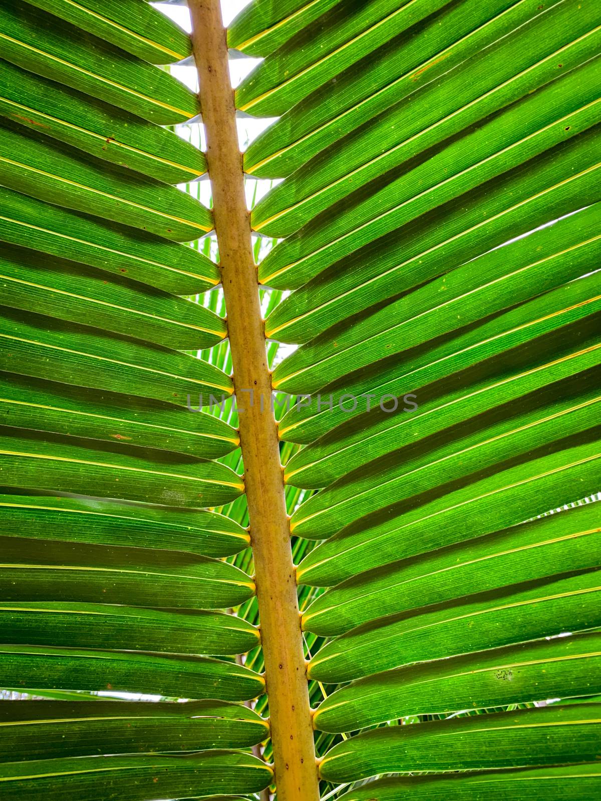 Under coconut leaves and stalk at tropical beach. Closeup palm t by Fahroni