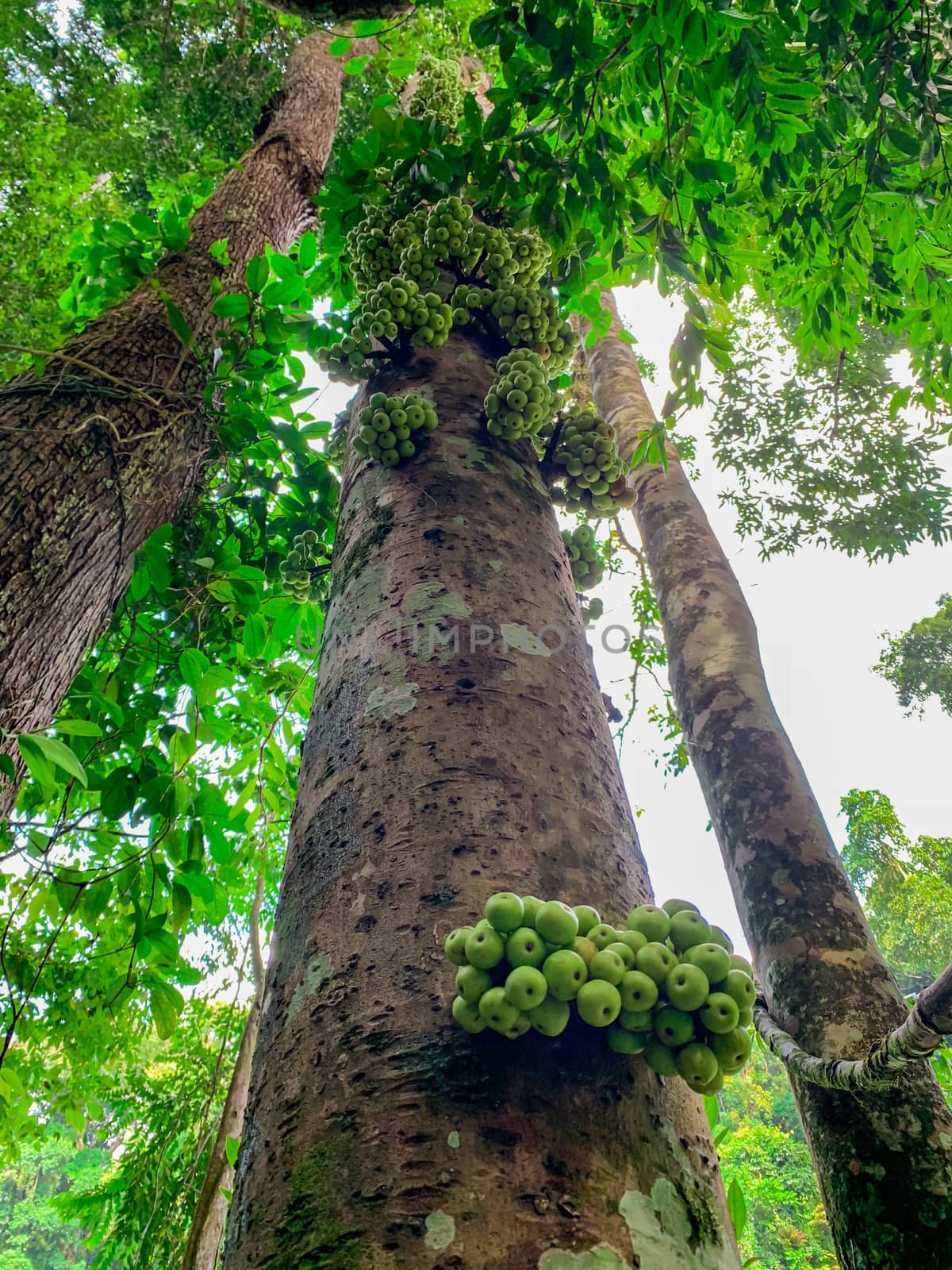 Cluster fig (Ficus racemosa) in tropical forest. Bottom view of green tree in tropical forest. Bottom view background of tree with green leaves. Tall tree in woods. Jungle in Thailand. Organic fruit.
