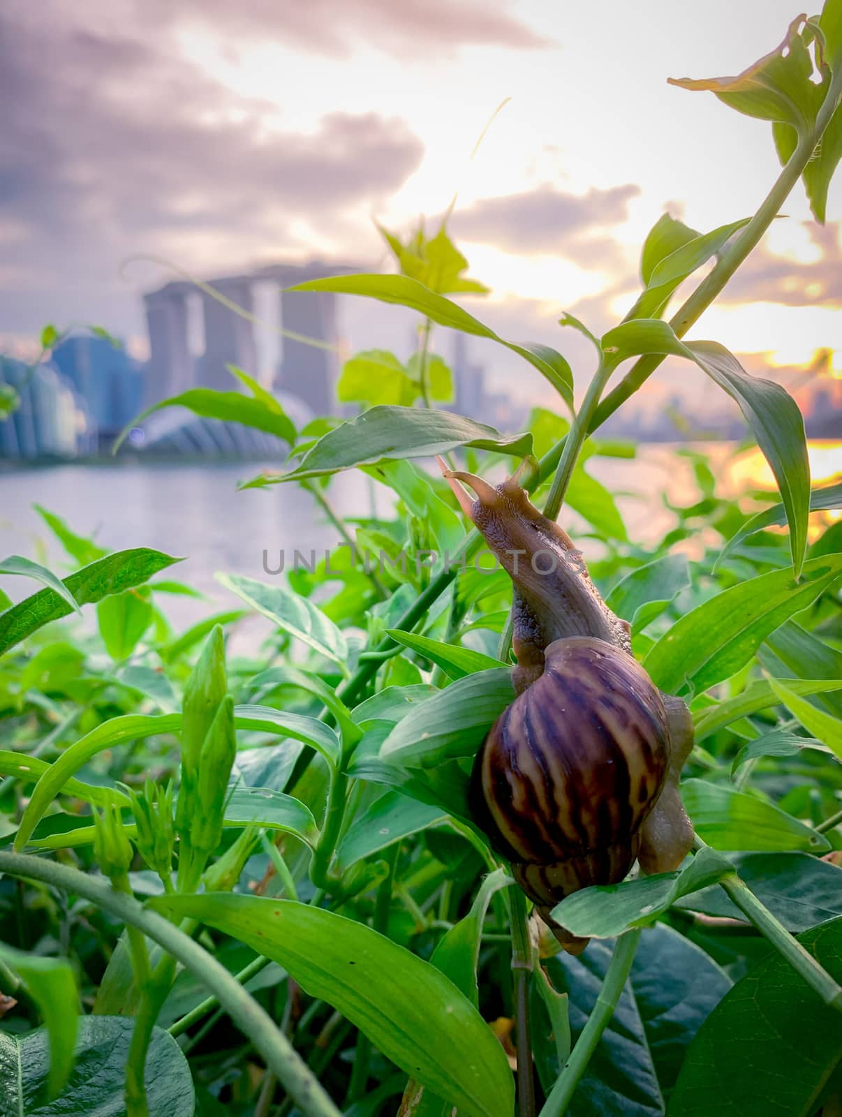 Snail climbing on plant in the evening beside the river opposite by Fahroni