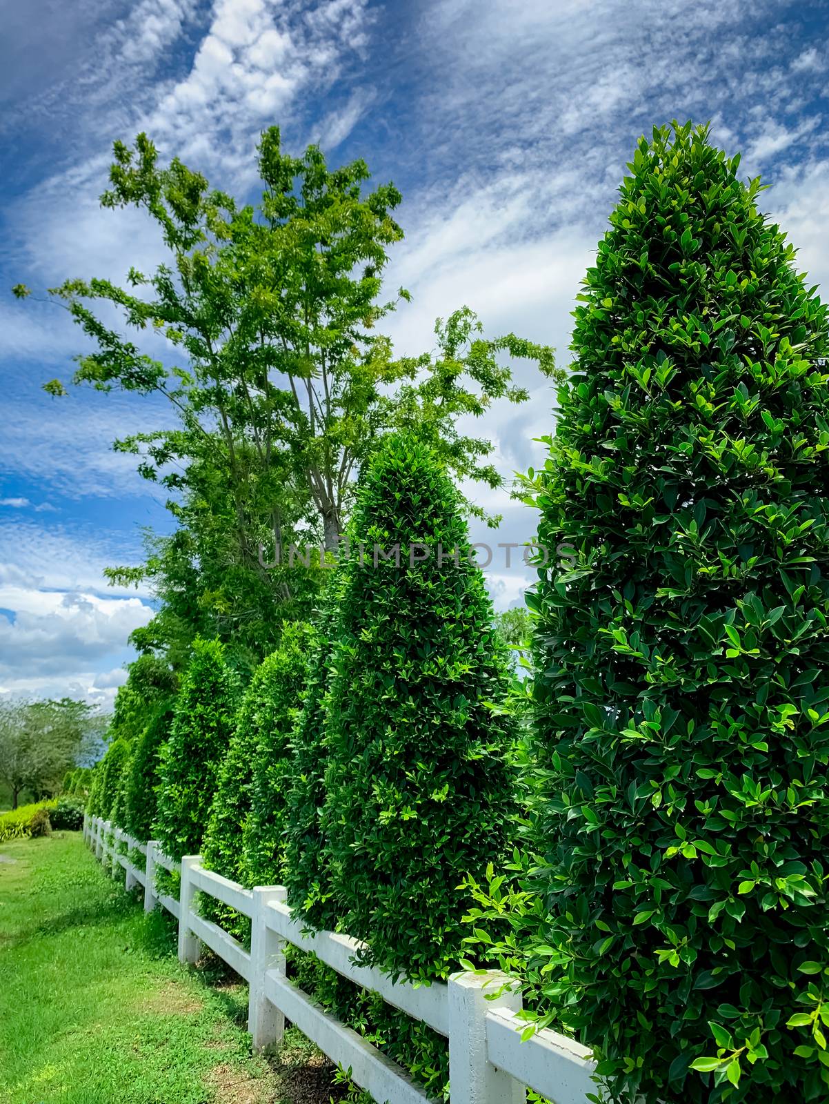 White fence with trimmed tree and blue sky and clouds. Fence of resort. Decorative plant. Beautiful garden fence. Green tree fence of resort. Gardening decoration concept.