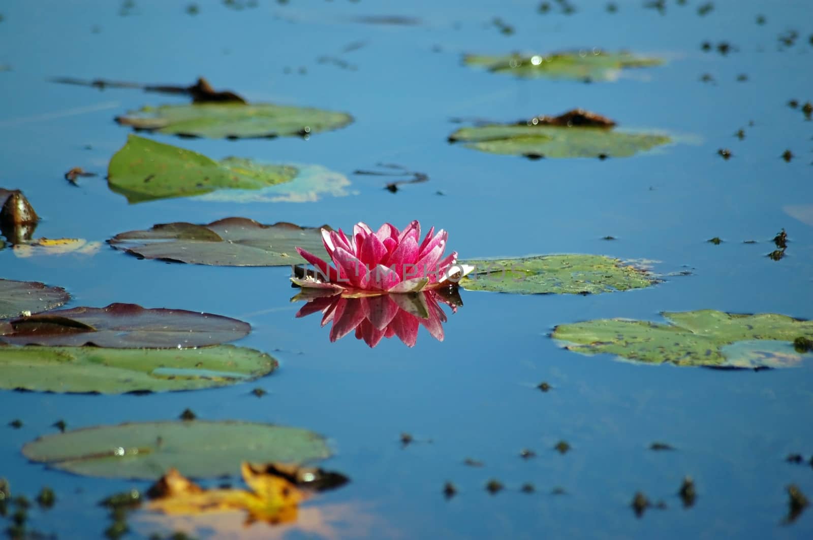 A blossoming pink lotus flower on a waterlilly pond in late afternoon sunshine.