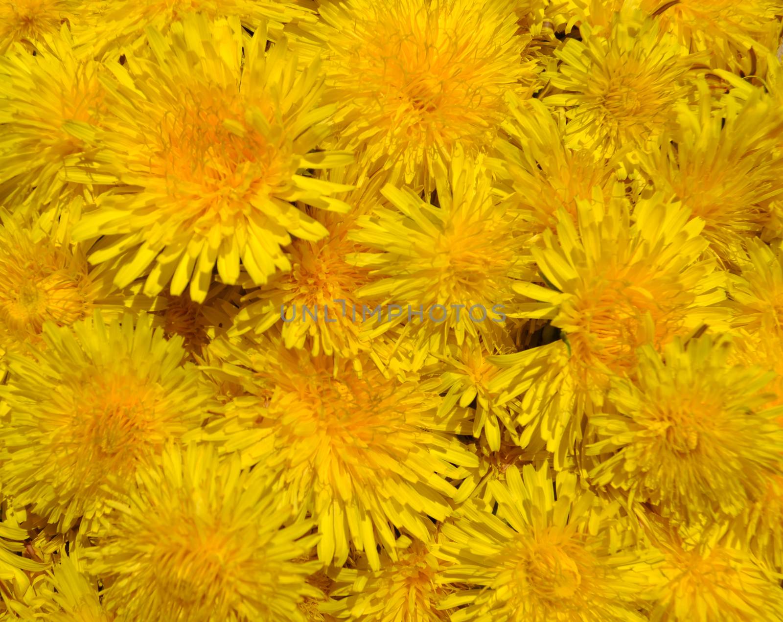 Blossoms of Taraxacum officinale background by hibrida13