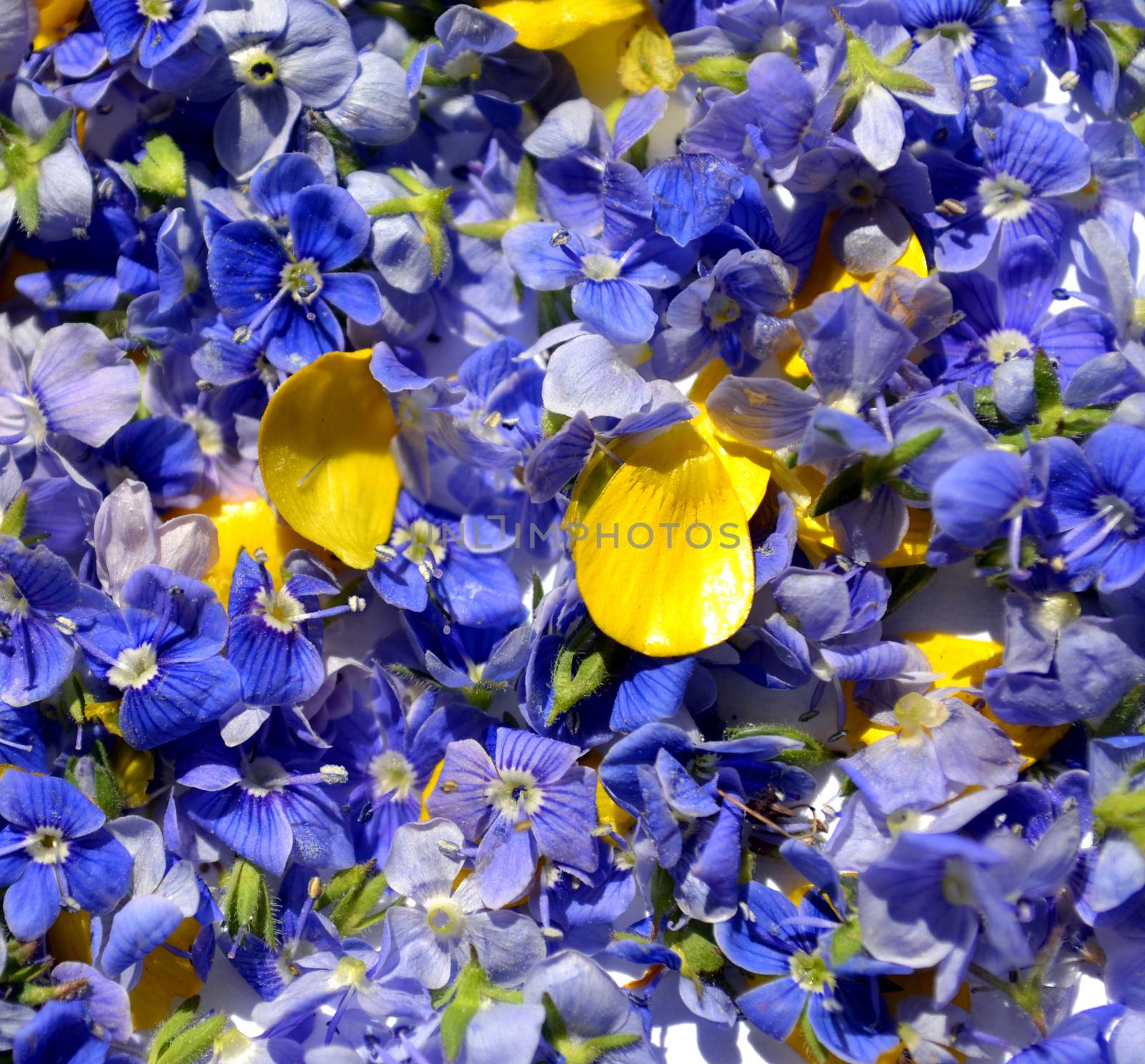 Blue Germander speedwell also known as Veronica chamaedrys or bird's eye speedwell or cat's eye background