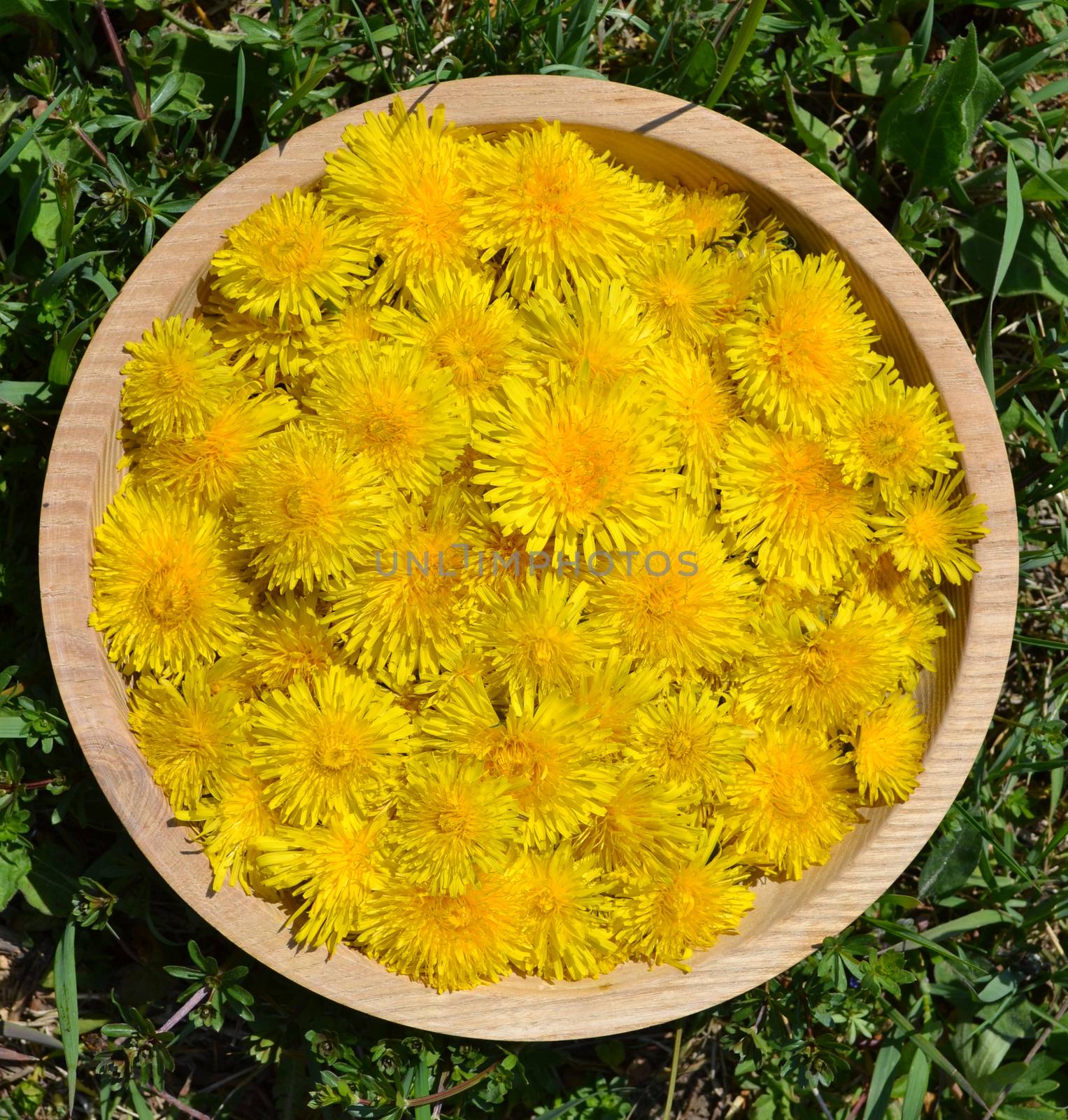 Lot of Taraxacum officinale flowers in a wooden bowl on the grass