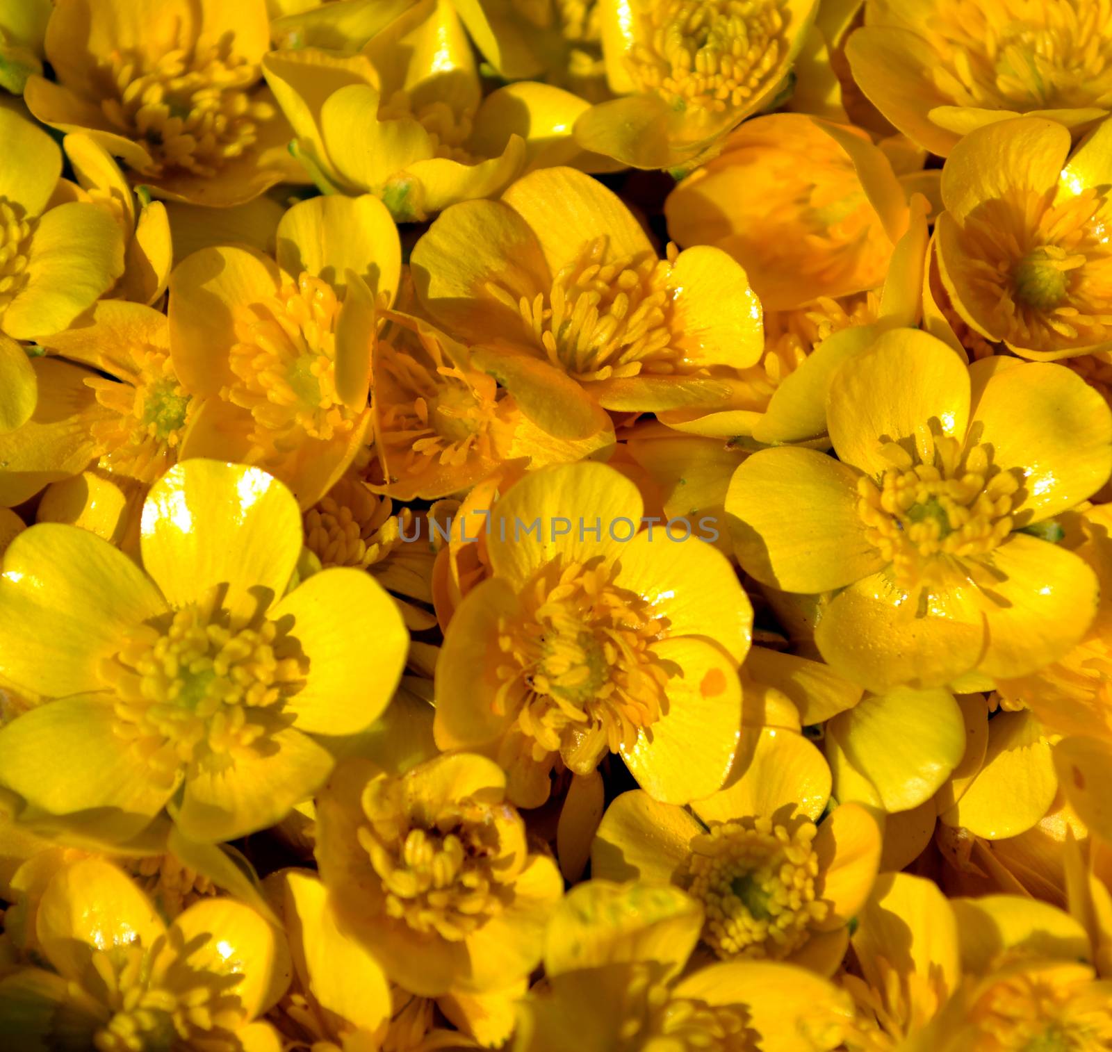 Pile of Ranunculus repens, the creeping buttercup flower backgro by hibrida13