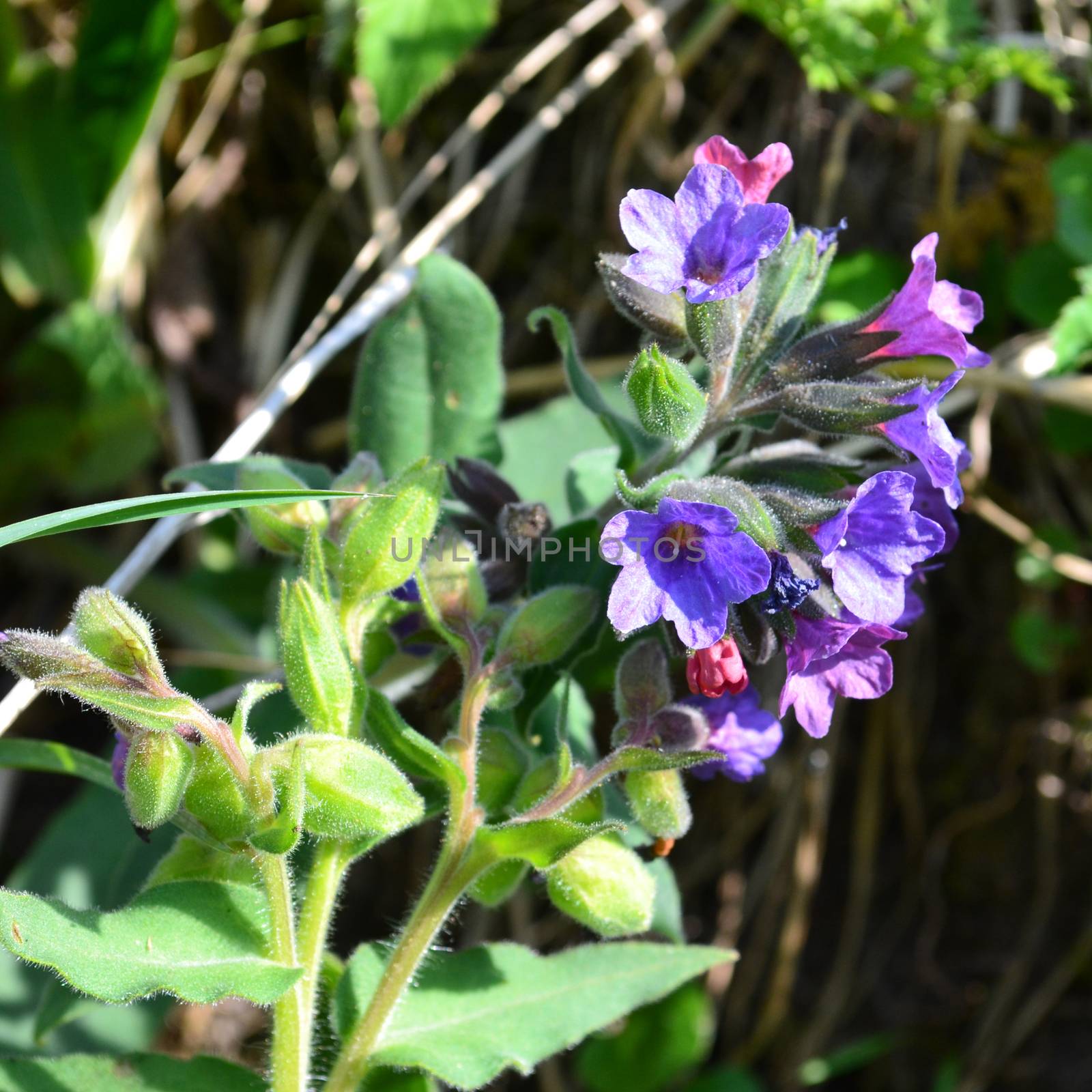 Pulmonaria officinalis, common lungwort (also known as Mary's tears or Our Lady's milk drops) in the garden