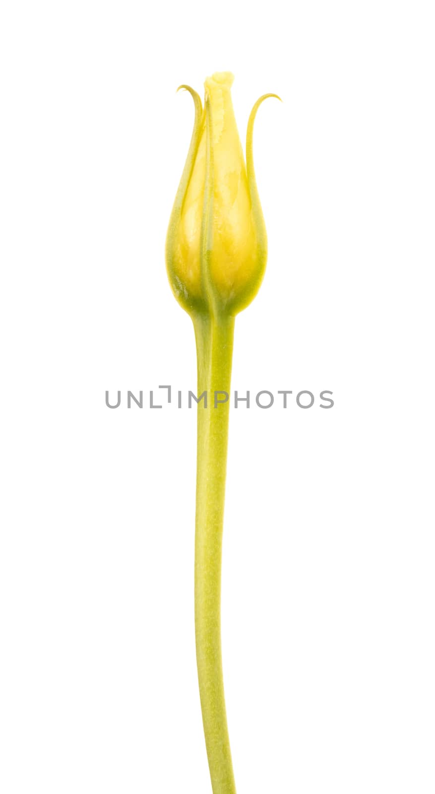 Tiny white rose isolated on white background by michaklootwijk