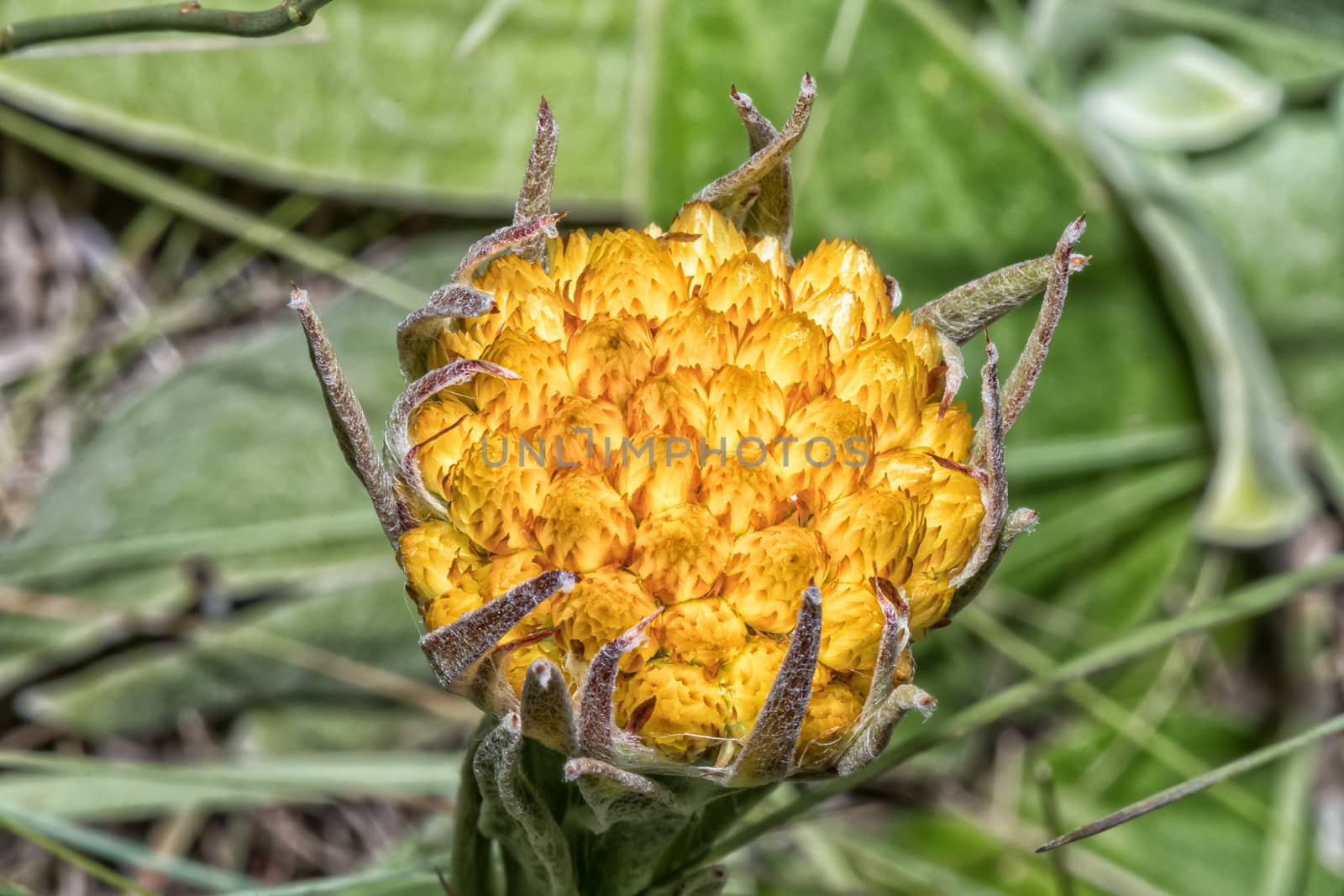 The flower head of a yellow helichrysum on the hiking trail to the Grotto in the Drakensberg