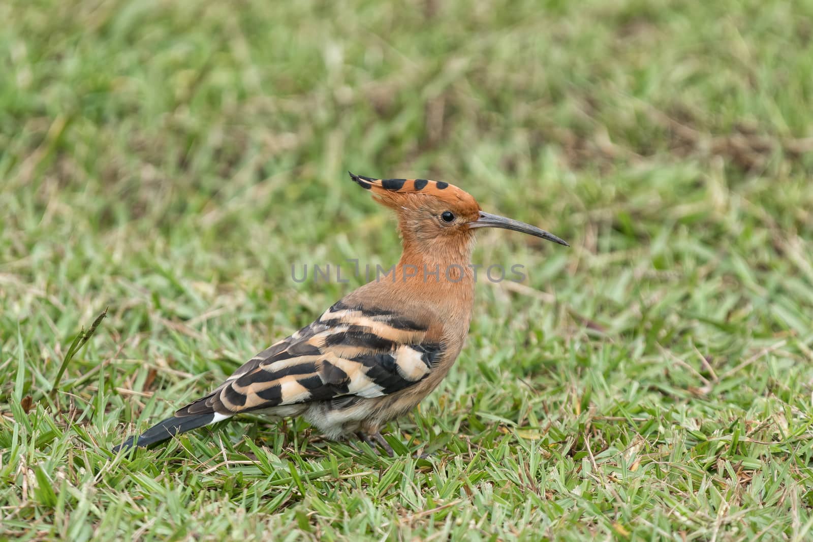 A Hoopoe, Upupa africana, on the ground at Mahai