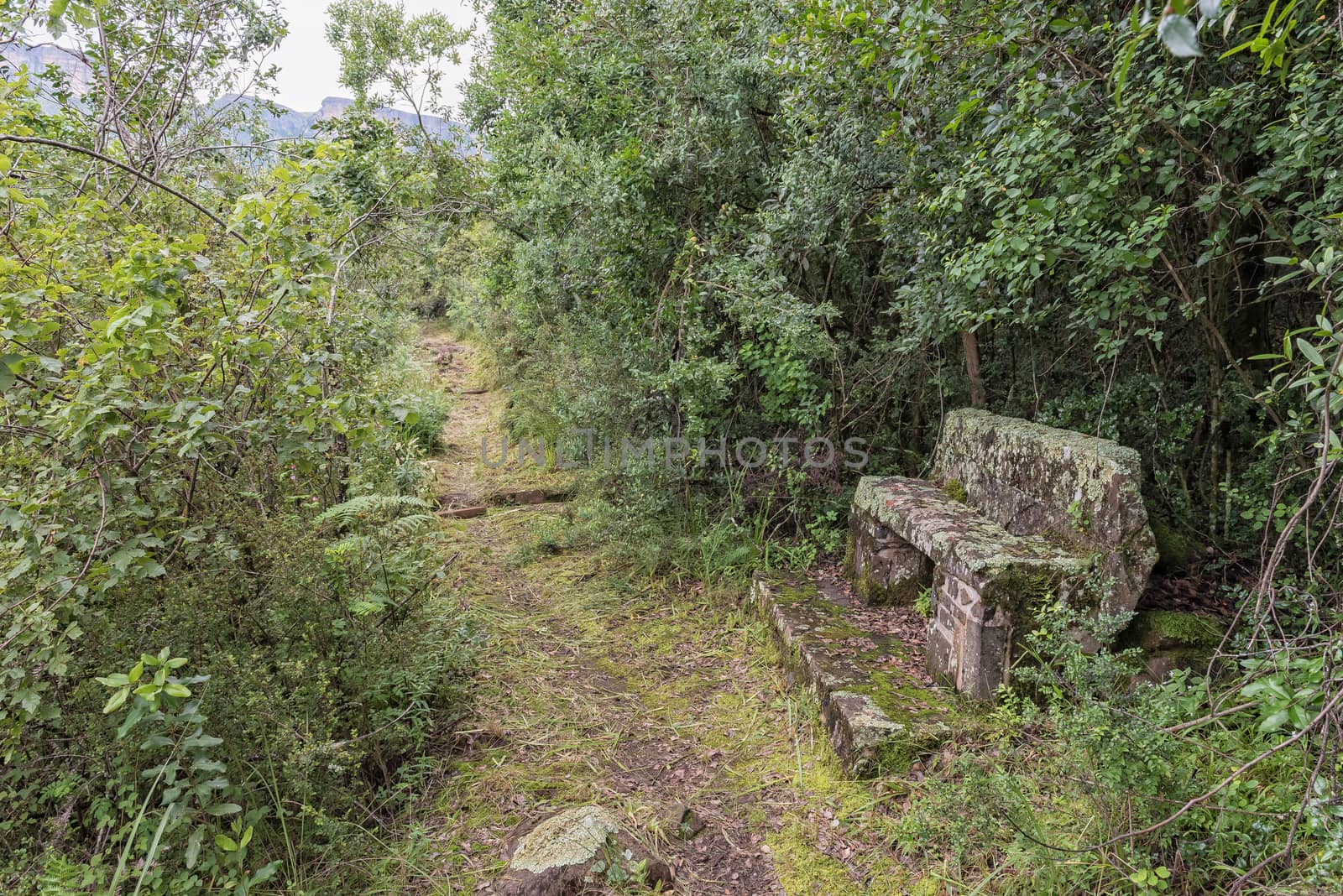 Lichen covered bench on the Ottos Walk trail near Mahai by dpreezg