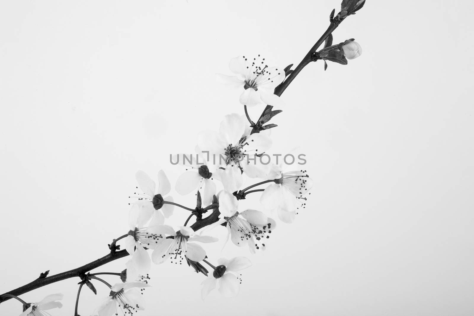 beautiful twig of blooming fruit tree on a white background