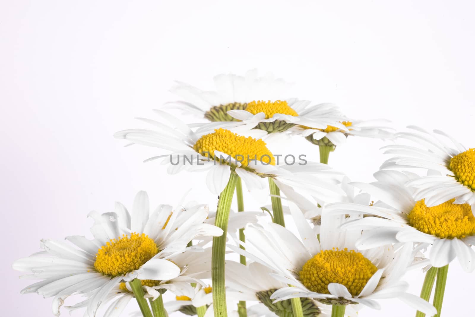  white summer buoy of chamomile on an isolated background by Lukrecja